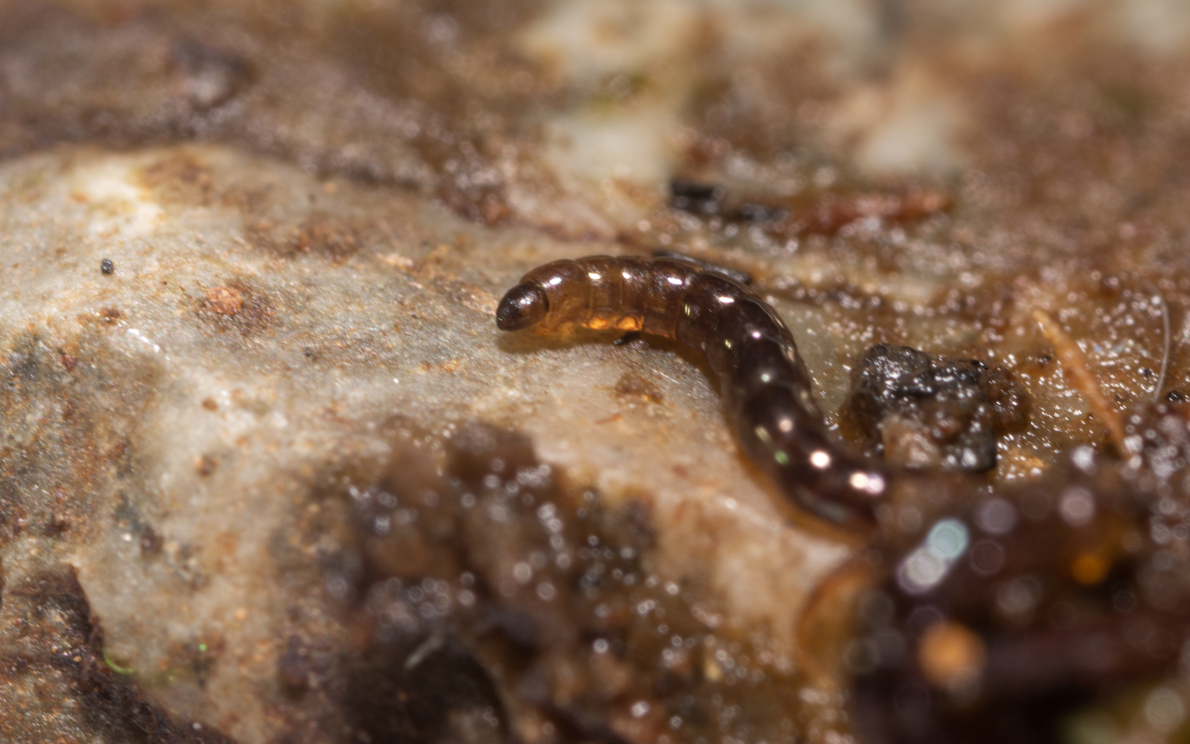A worm-like larva crawls on a rock.