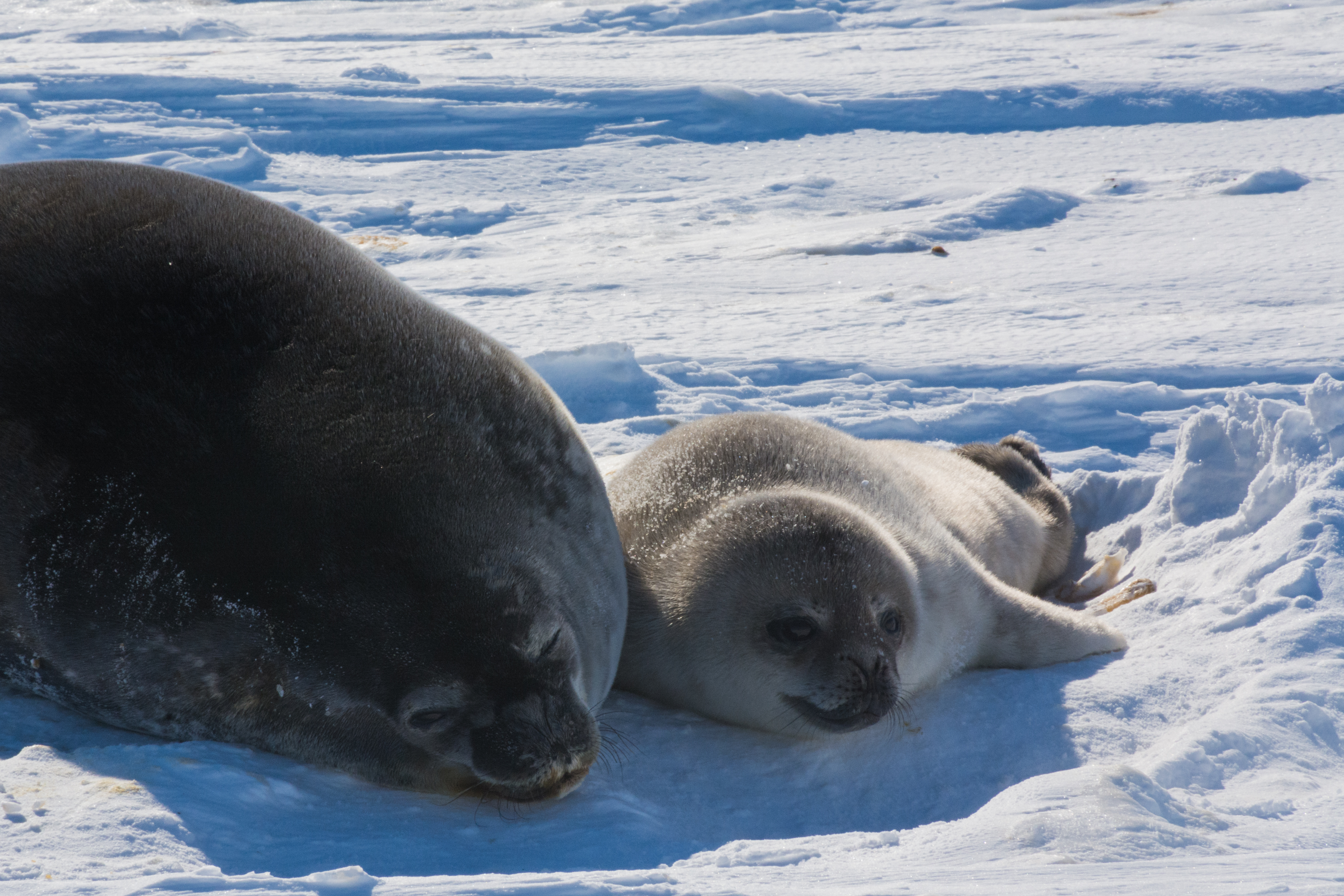 An adult and a baby seal lay on ice. 