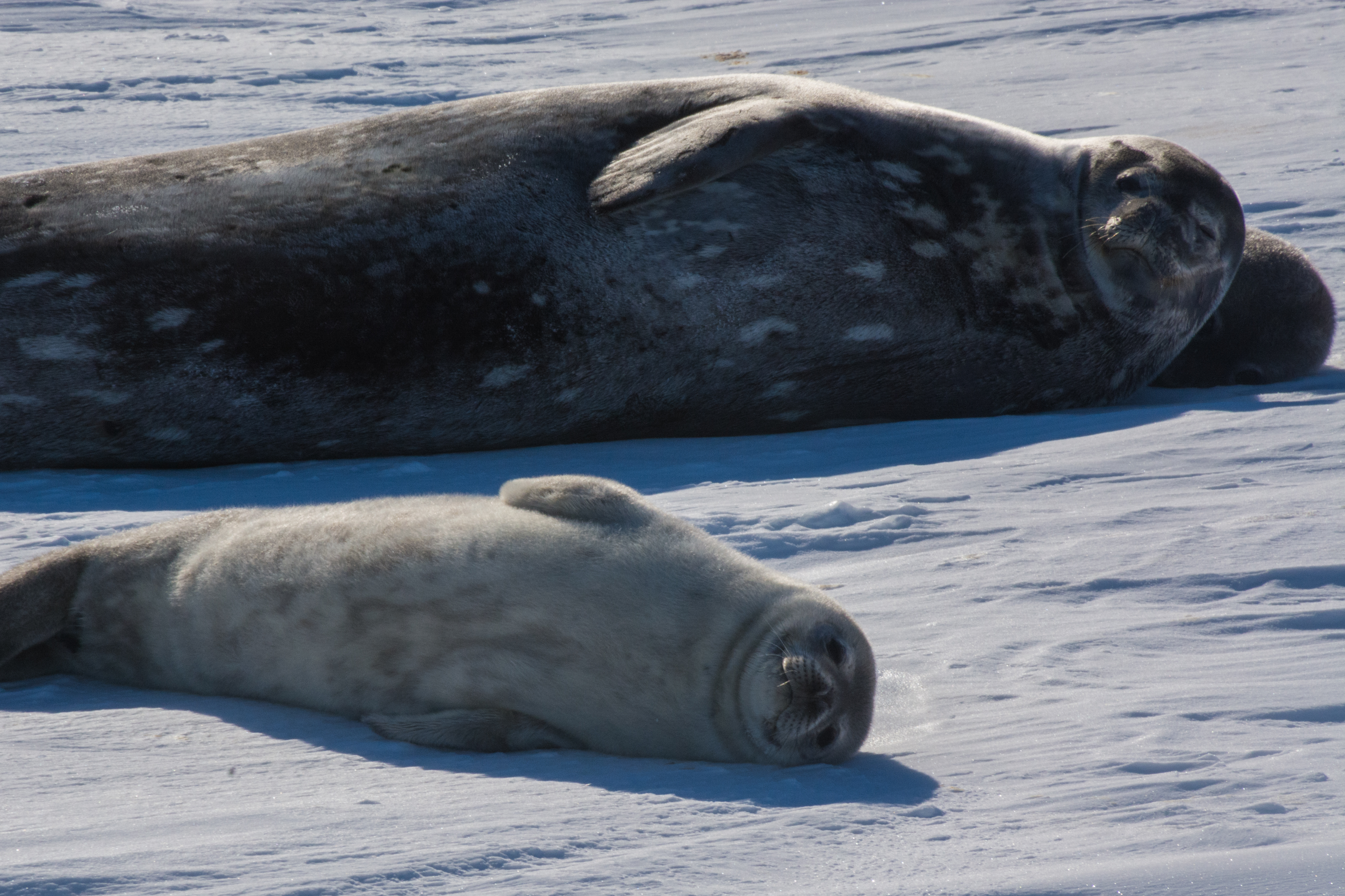 An adult and a baby seal lay on ice.