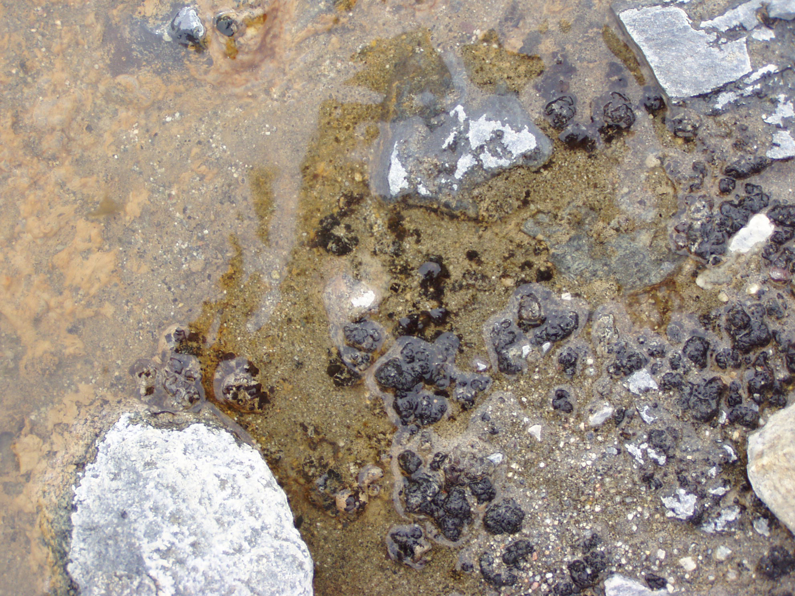 Algae covers rocks in a shallow stream.