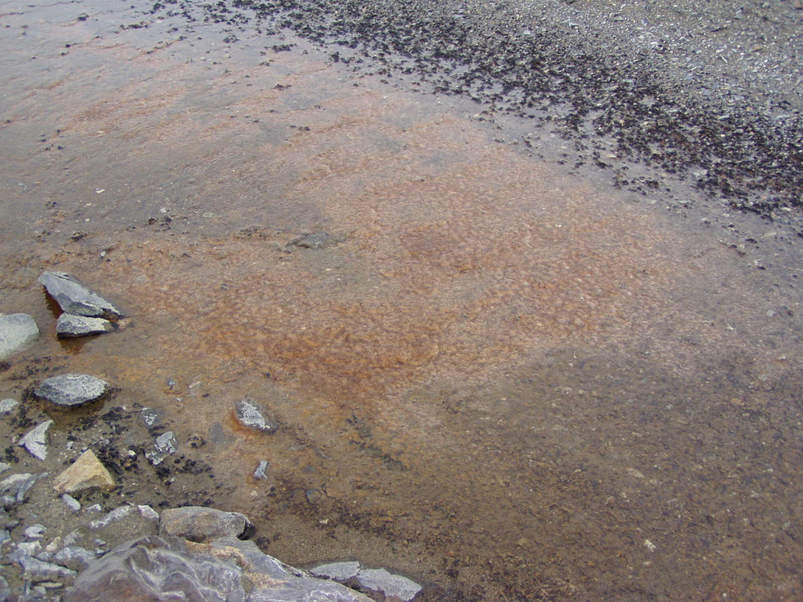 Algae covers rocks in a shallow stream.