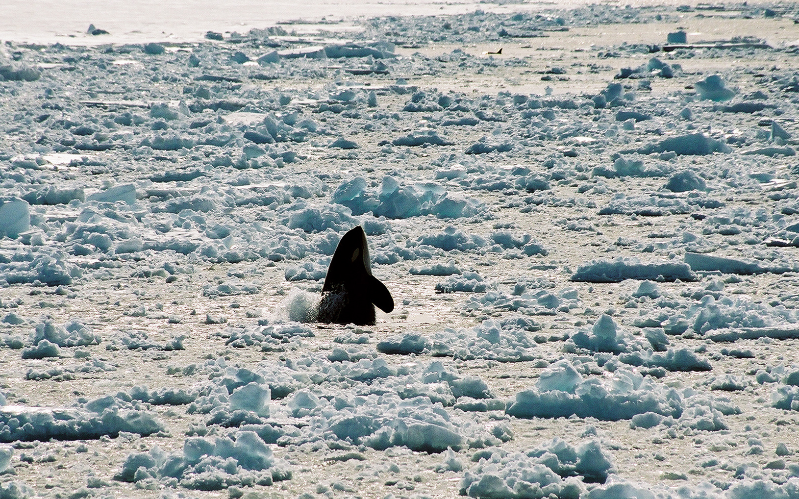 An killer whale emerges through broken sea ice.