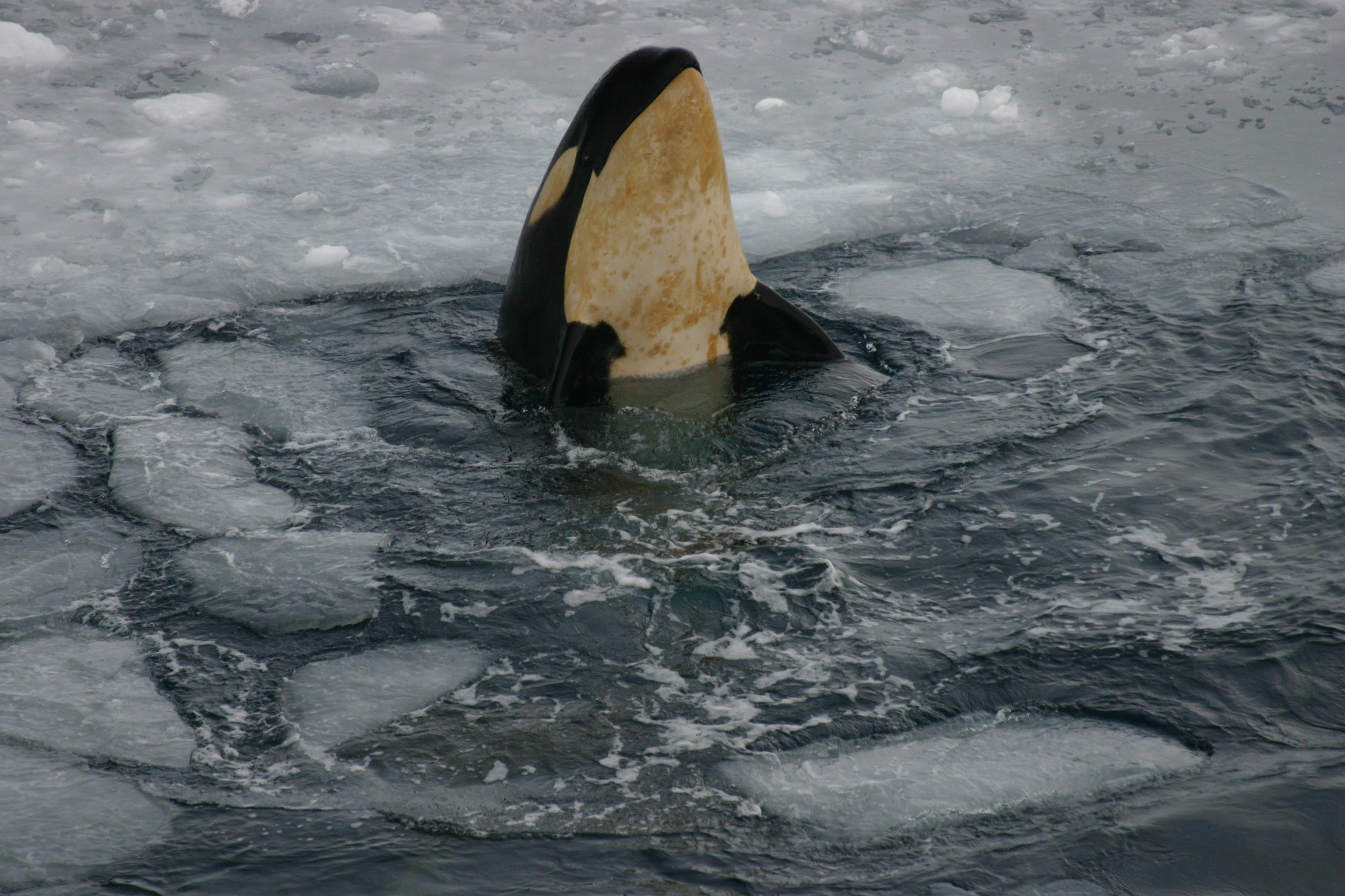 A whale swim in sea ice.