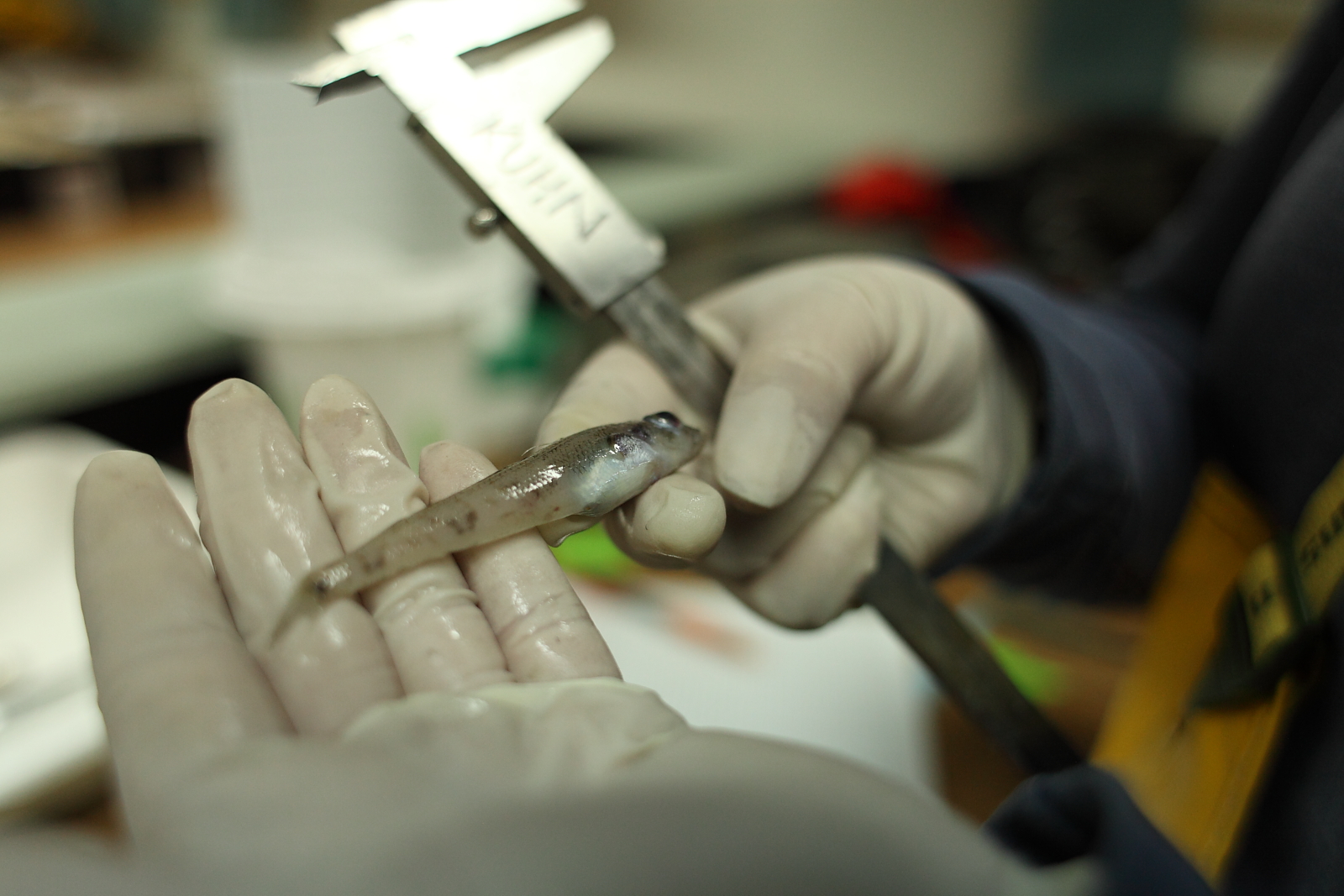 A small fish in a person's hands.