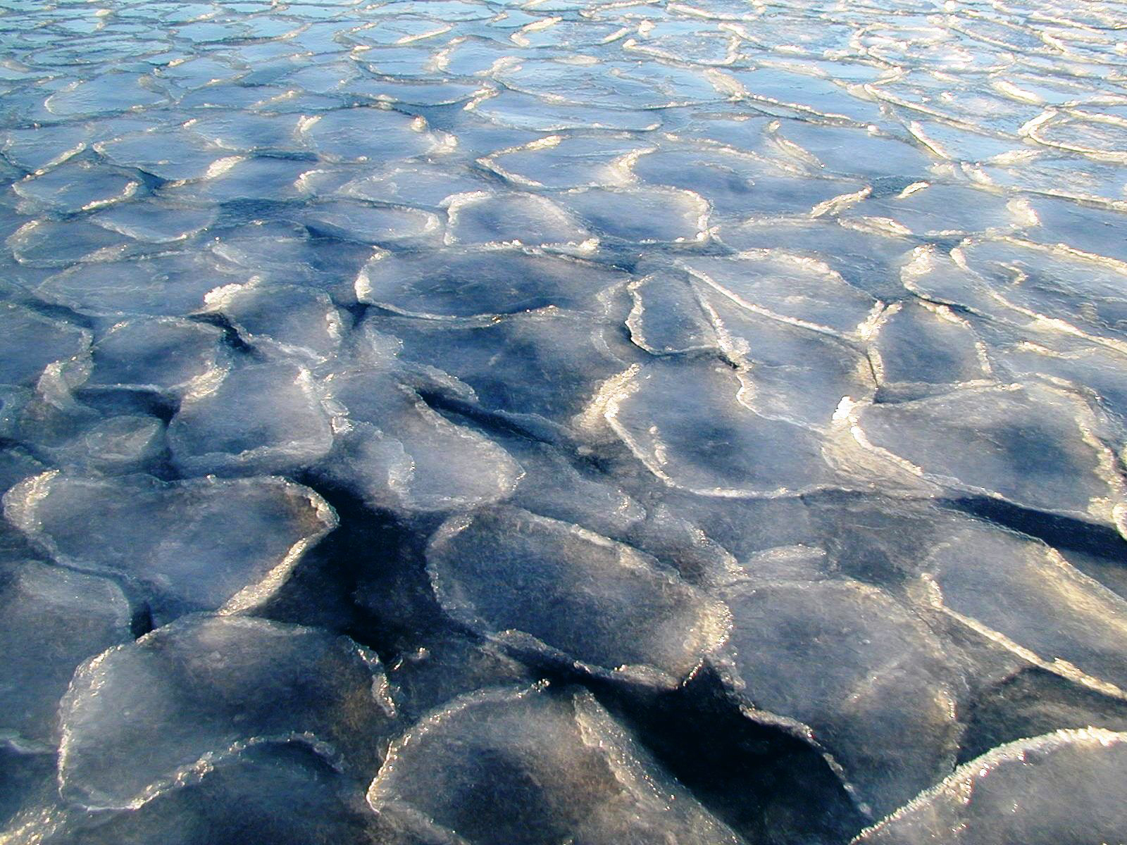 Round formations of ice sit in the water..