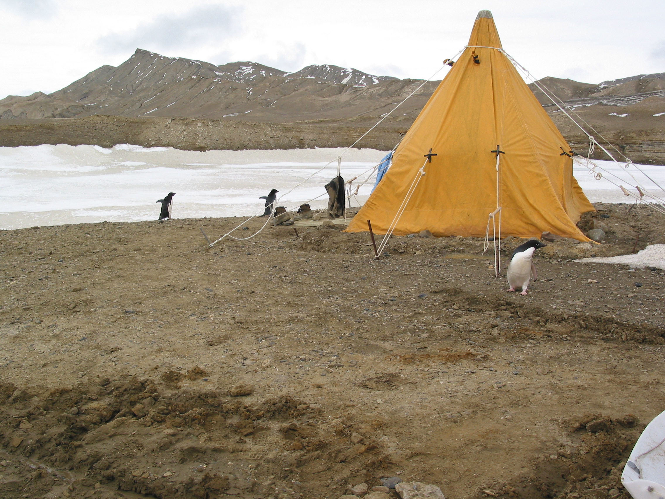 Penguins around a yellow tent.