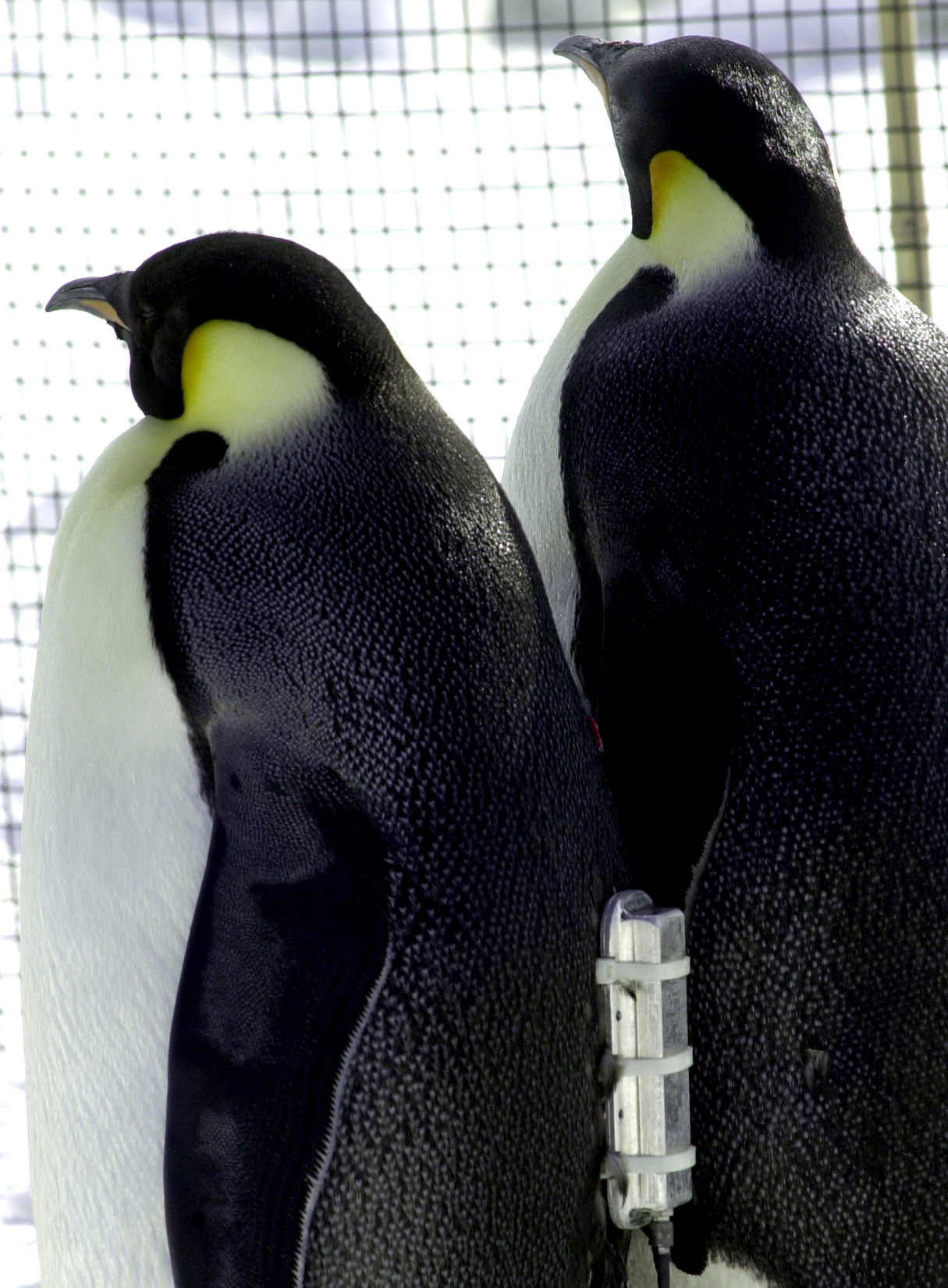 Two emperor penguins look through a wire fence.