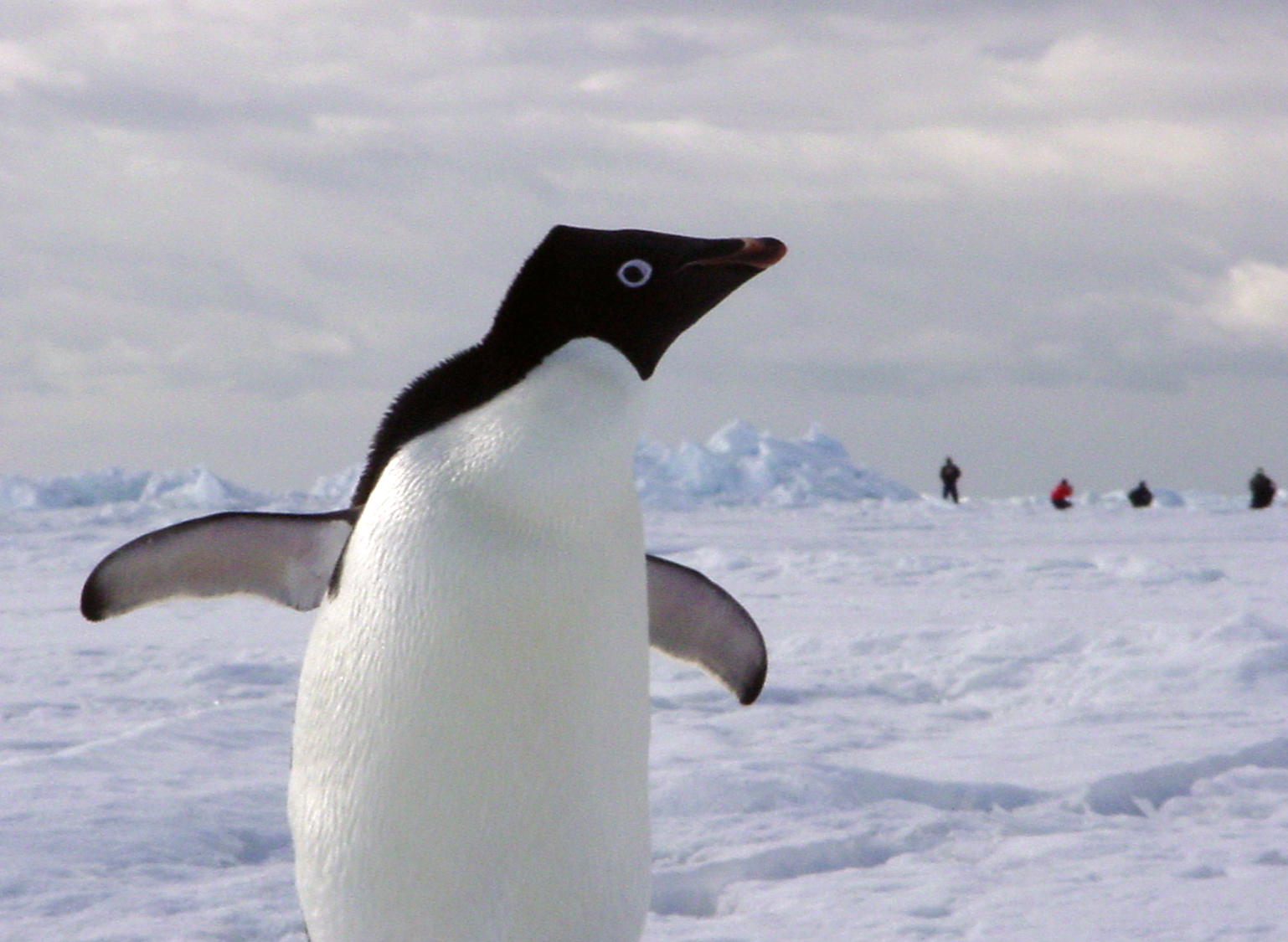 A penguin poses on the sea ice.