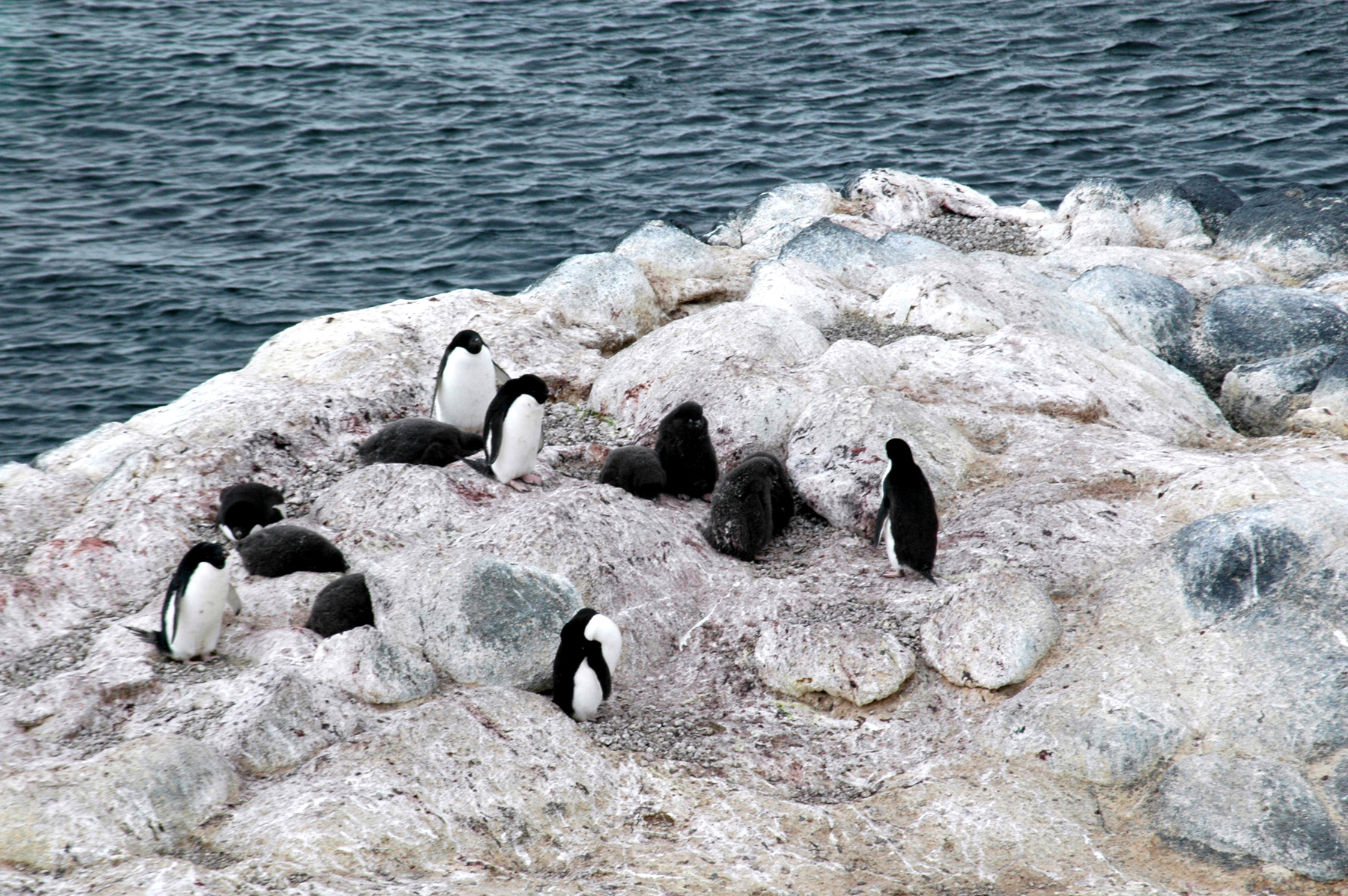 Penguins on rock.