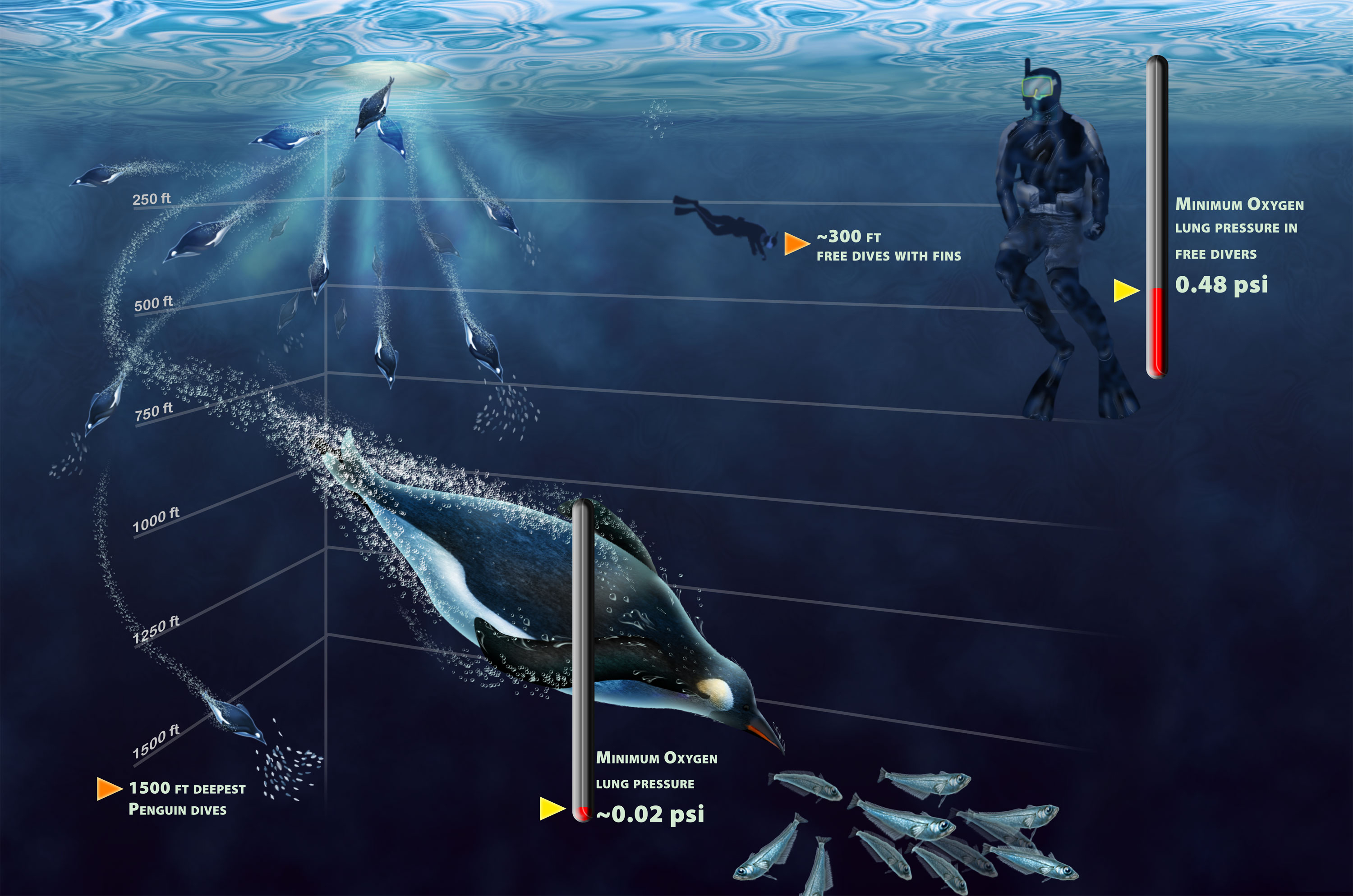 Graphic illustrates diving penguins.