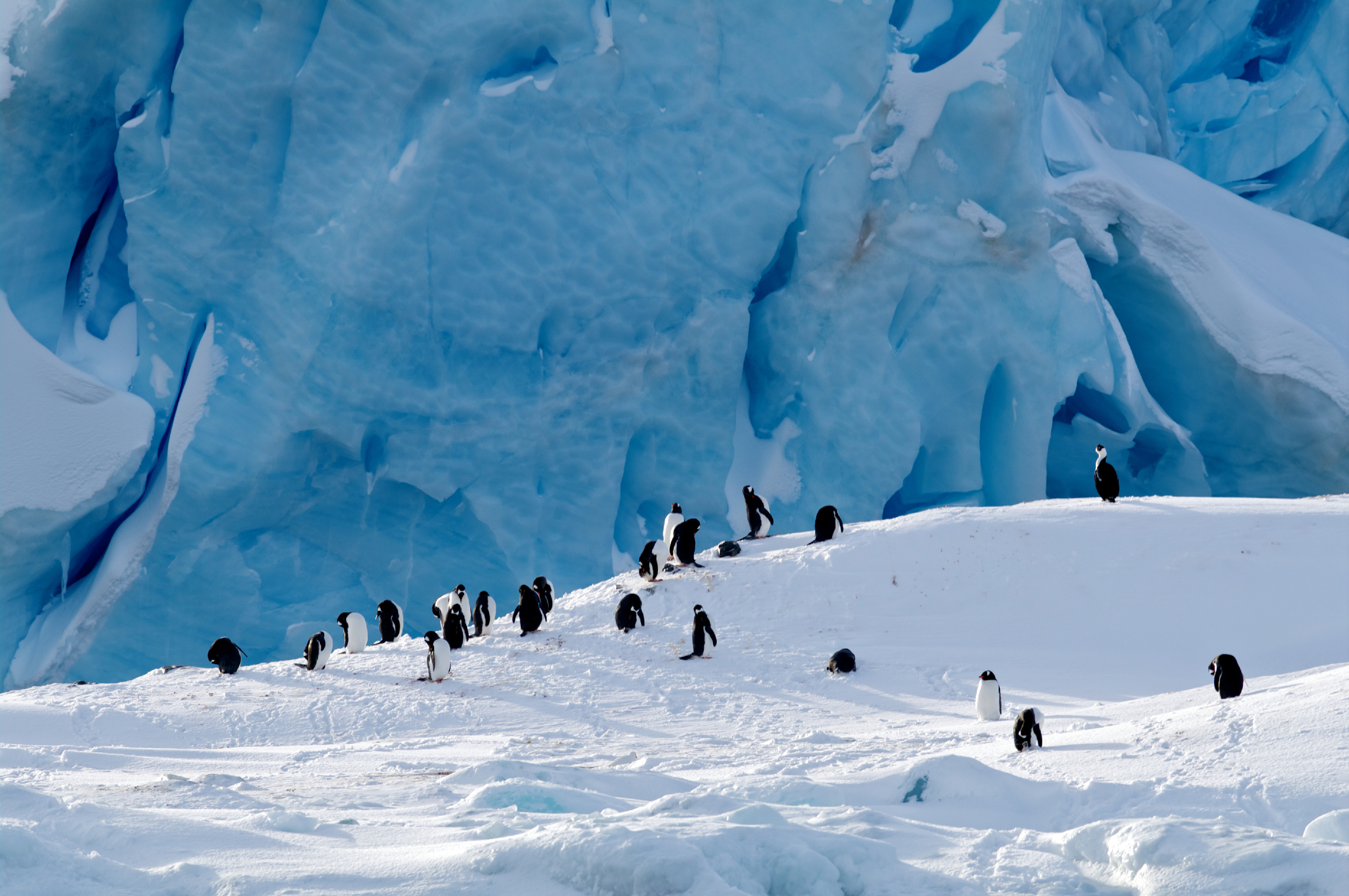 Penguins.