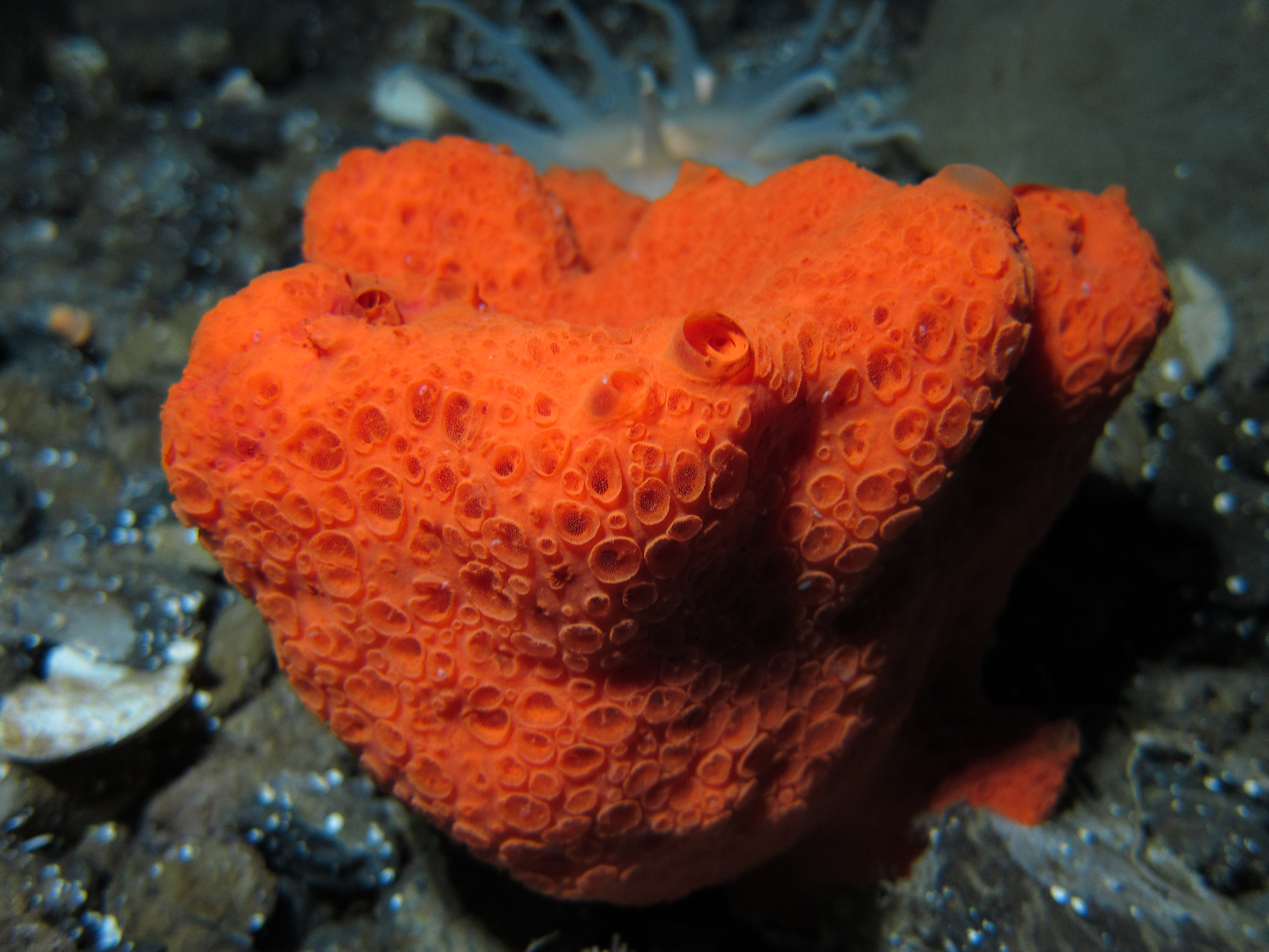 Sea sponge