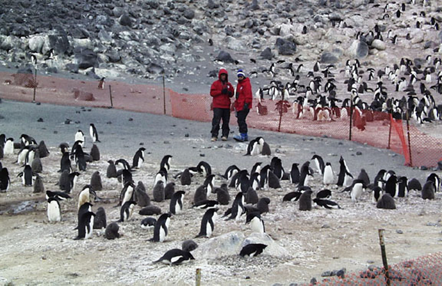 Two people stand in the middle of a penguin colony.