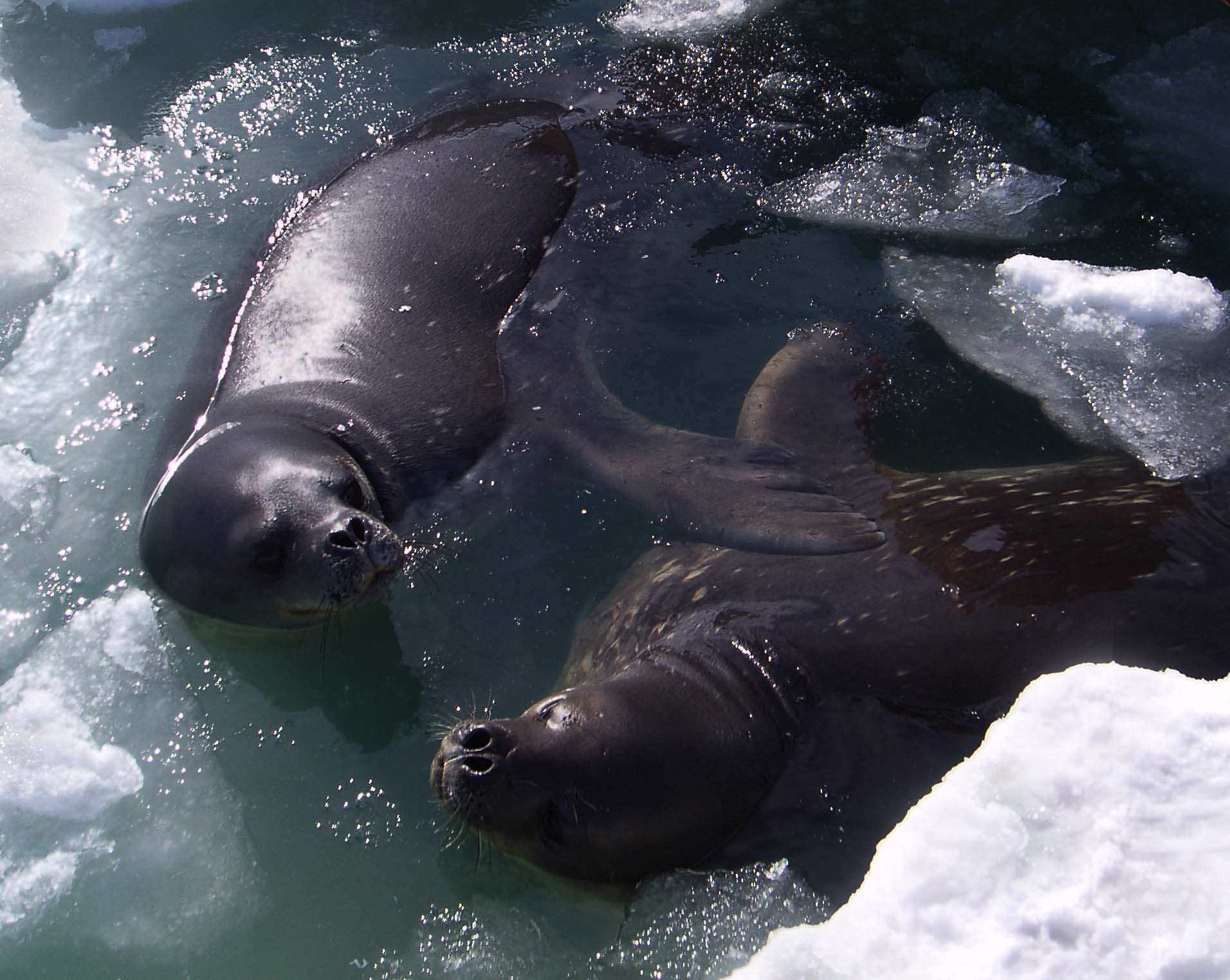 Two seals in water.