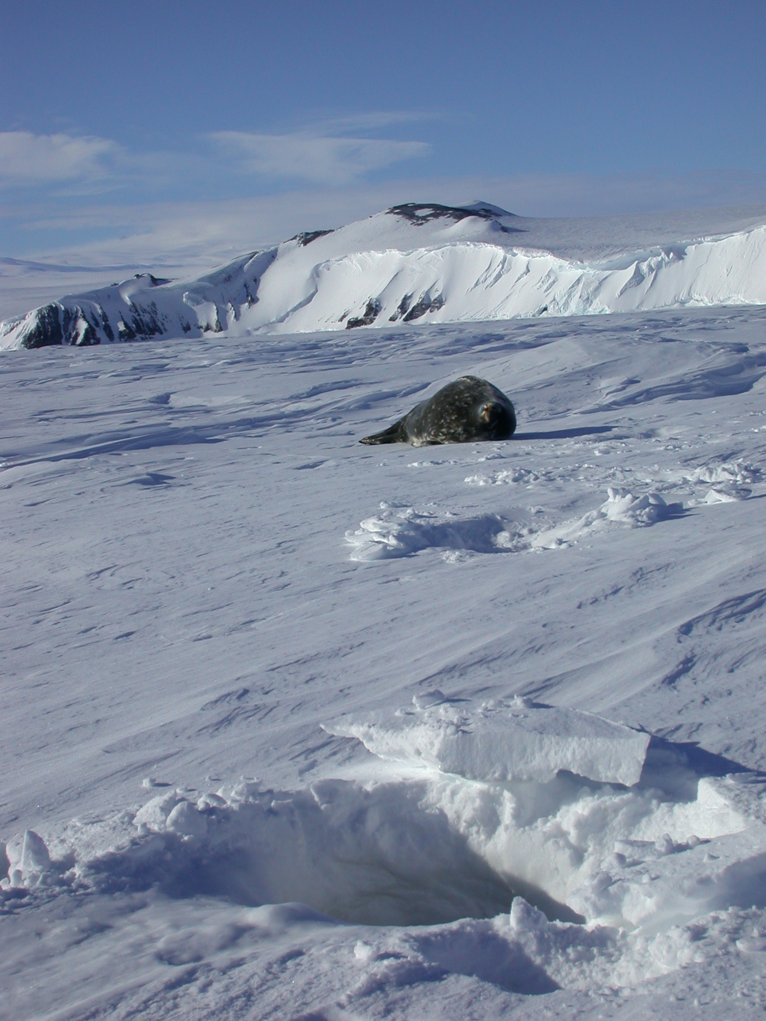 A seal rests near its hole in the sea ice.