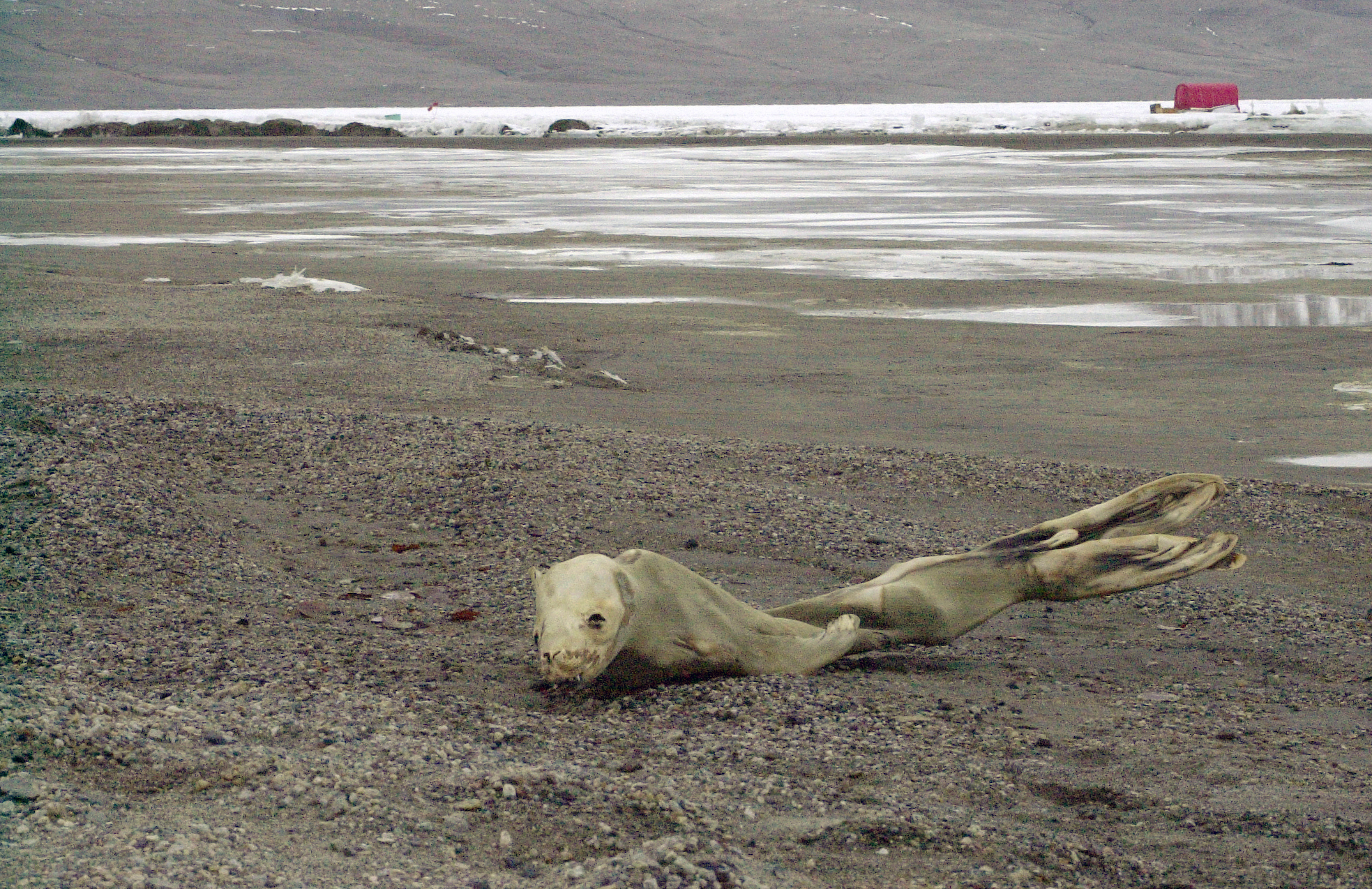 An animal carcass sits on the ground.