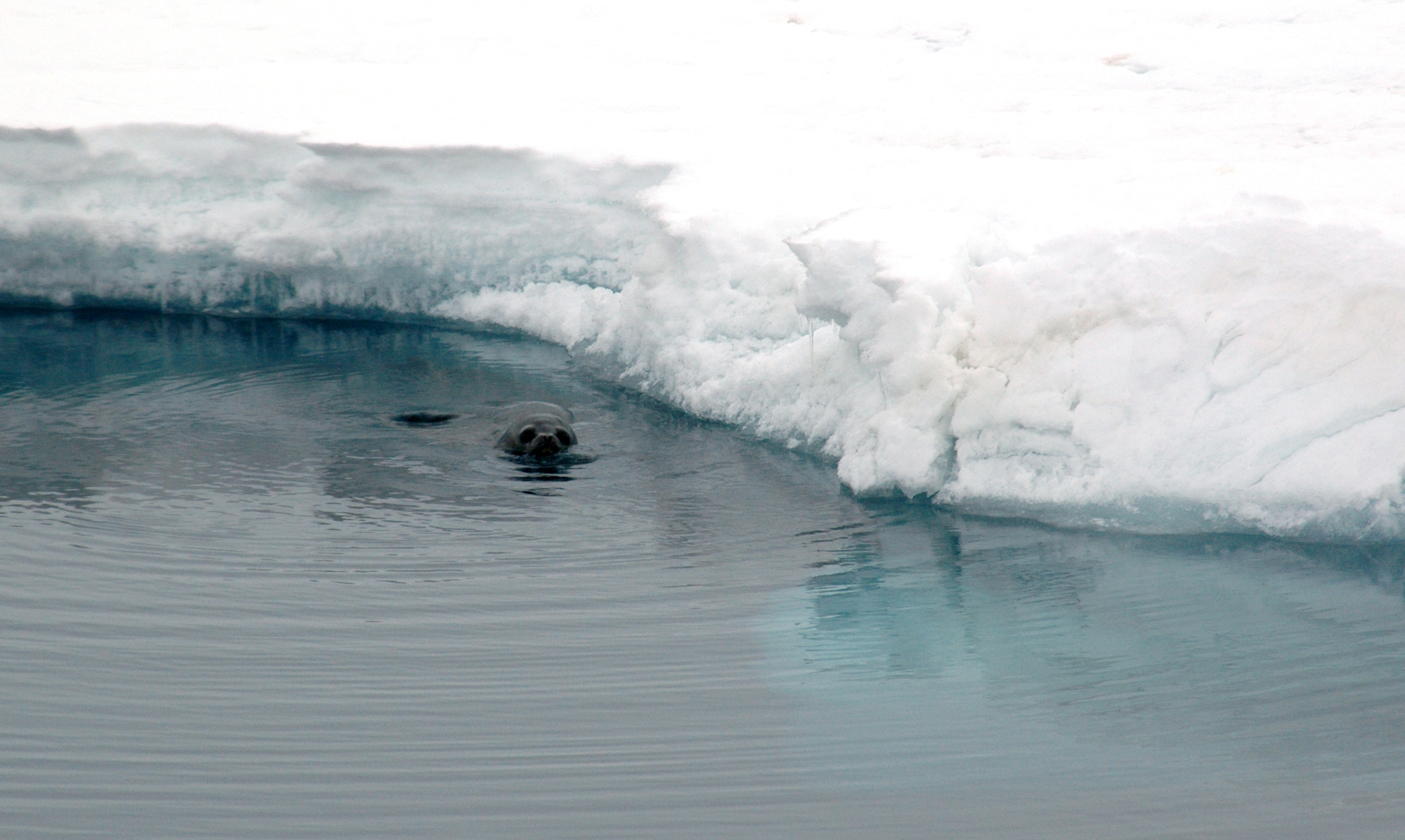 Seal in water.