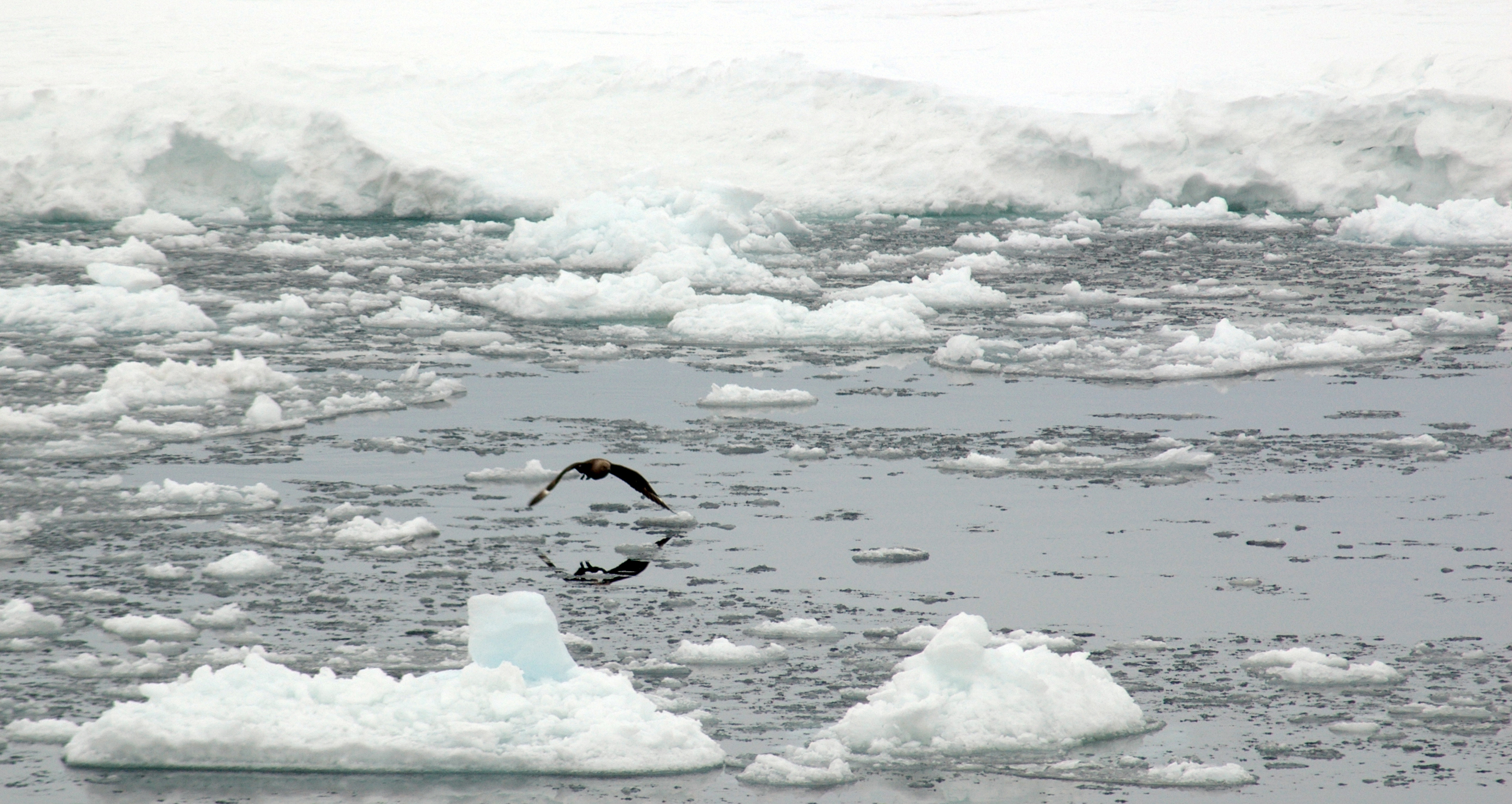 Bird flying over ice-choked water.