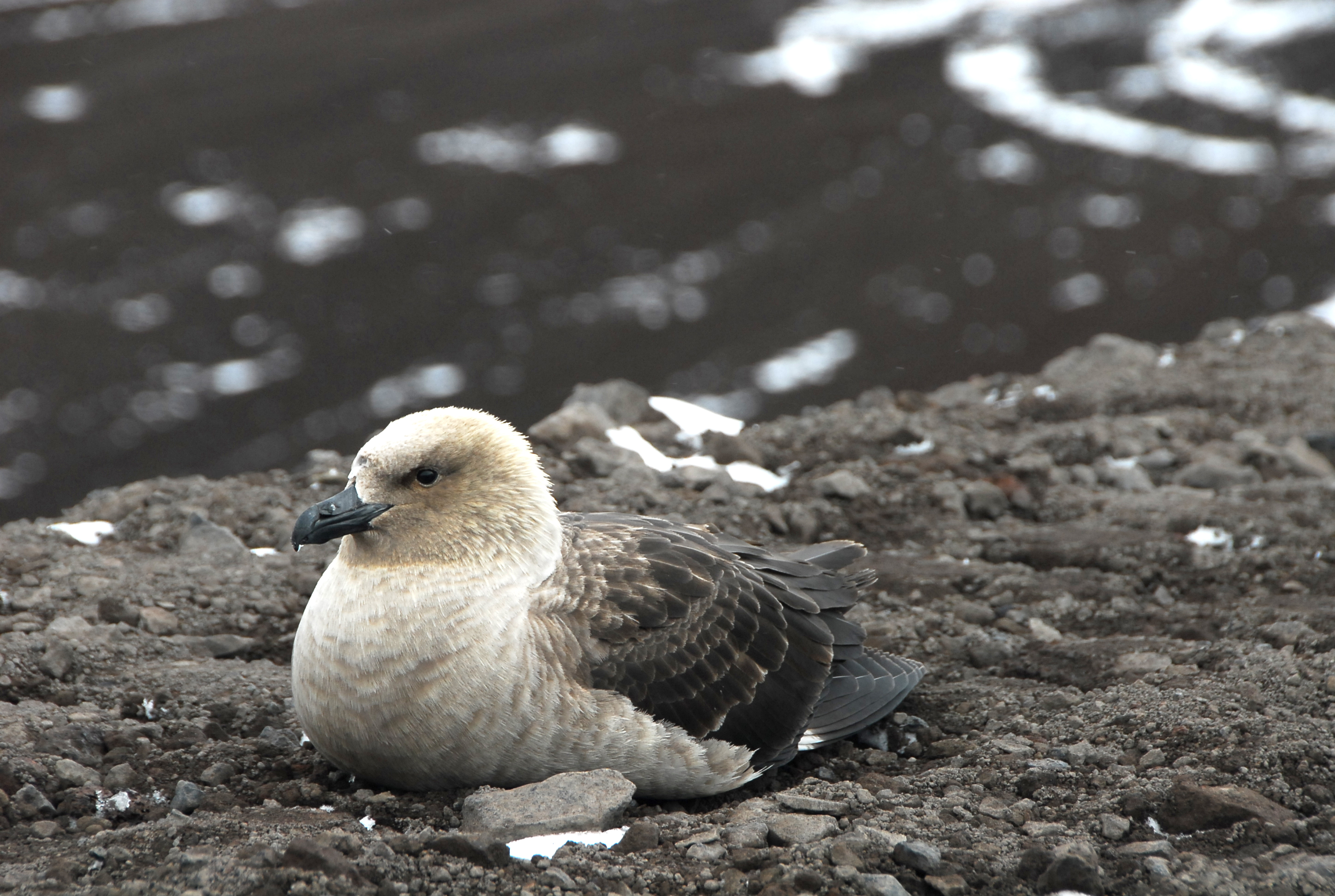 A bird sits on the ground.