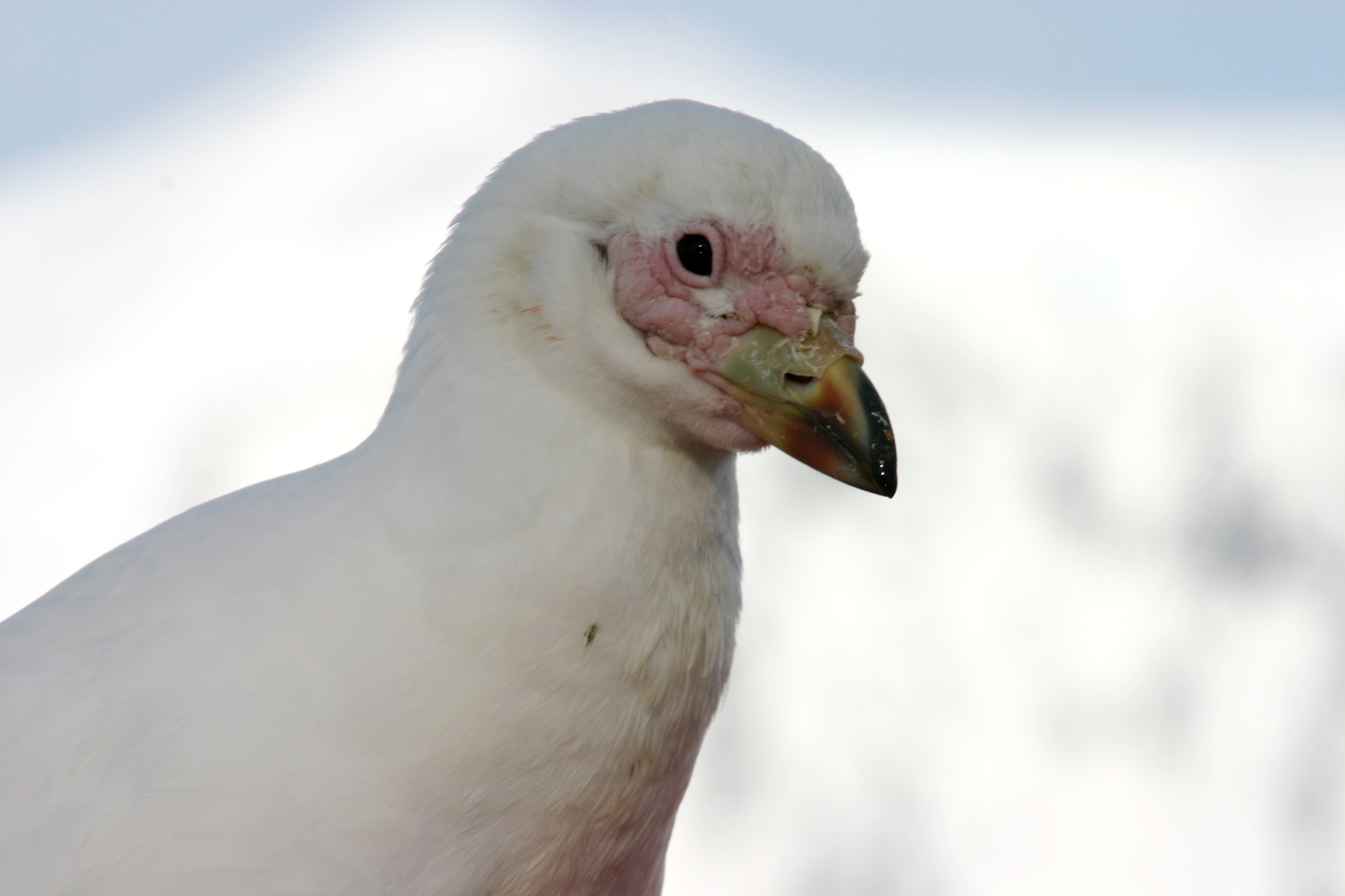 A bird in the Antarctic.