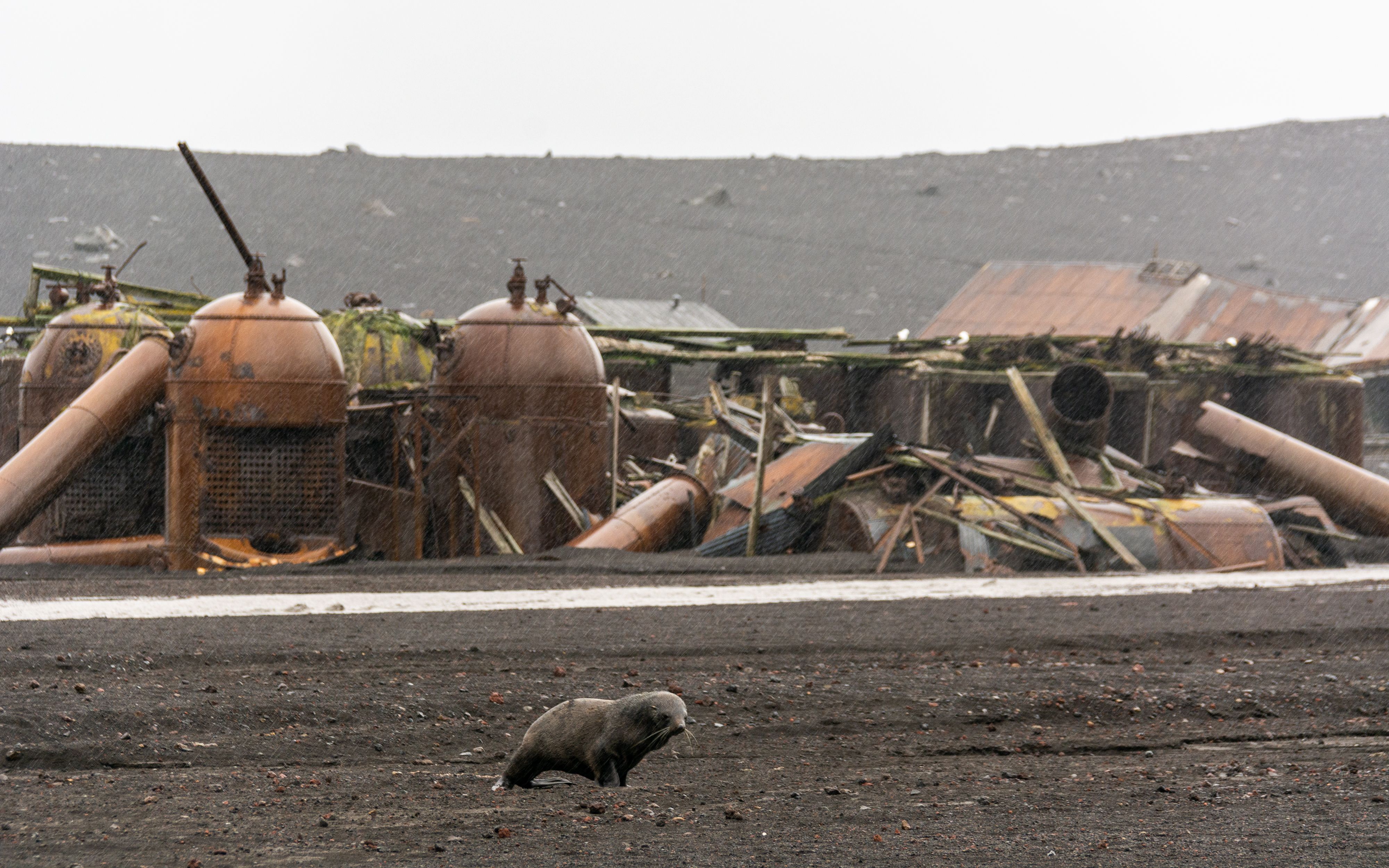 A wet seal walks in front of rusting structures. 