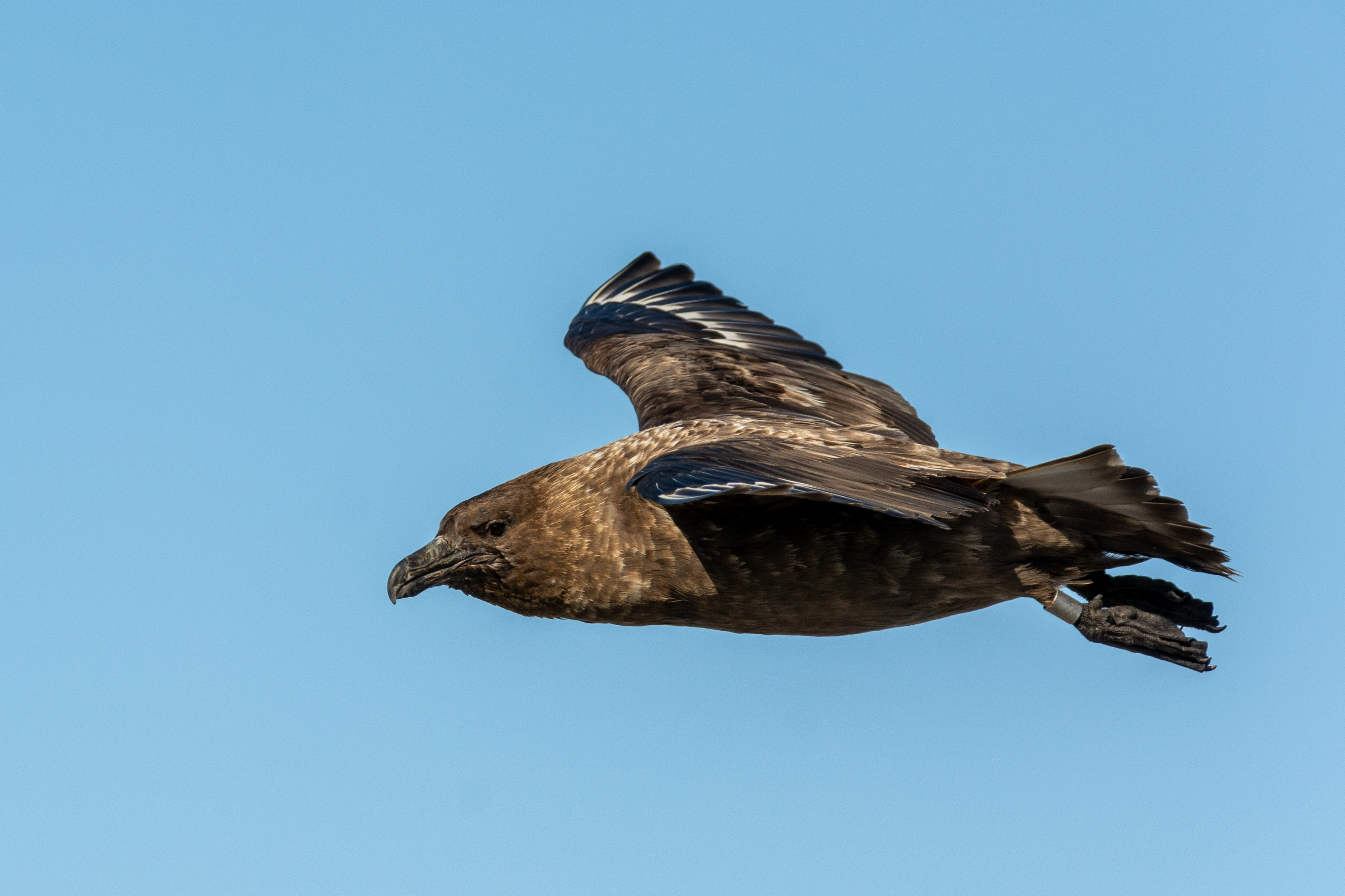 A seabird flying against a clear blue sky. 