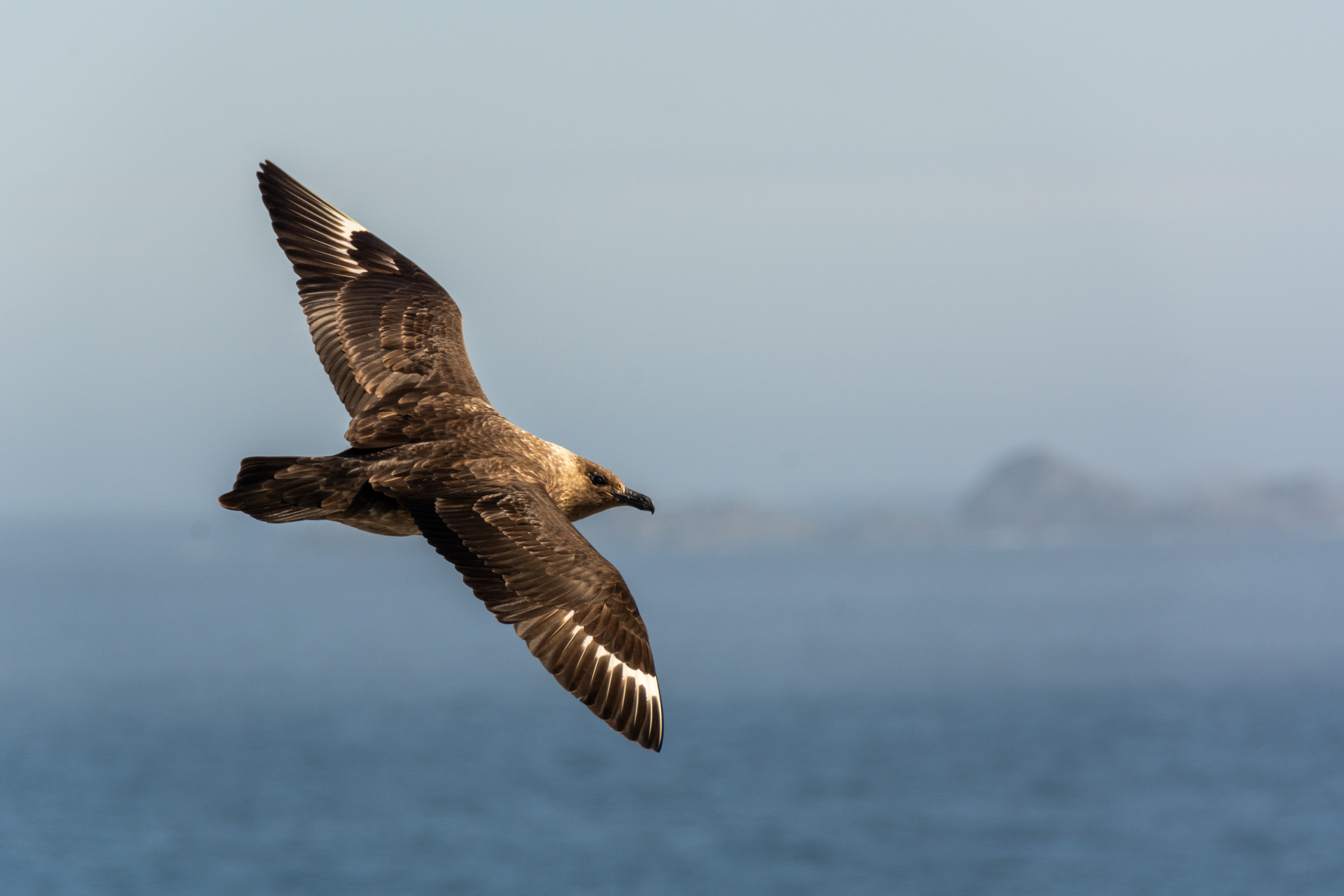 A seabird flies over the ocean.