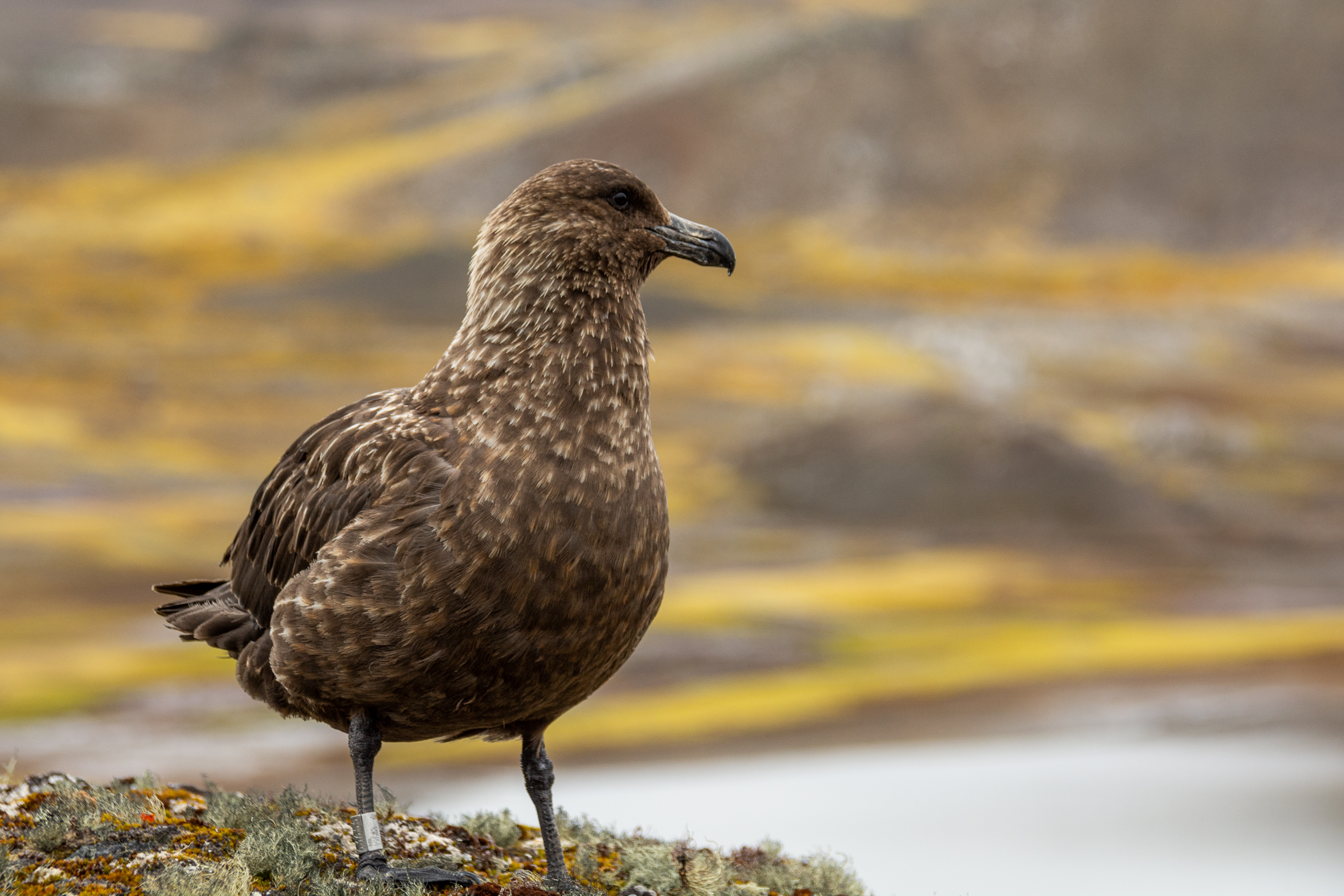 A seabird stands on  a mossy perch looking out over the landscape.