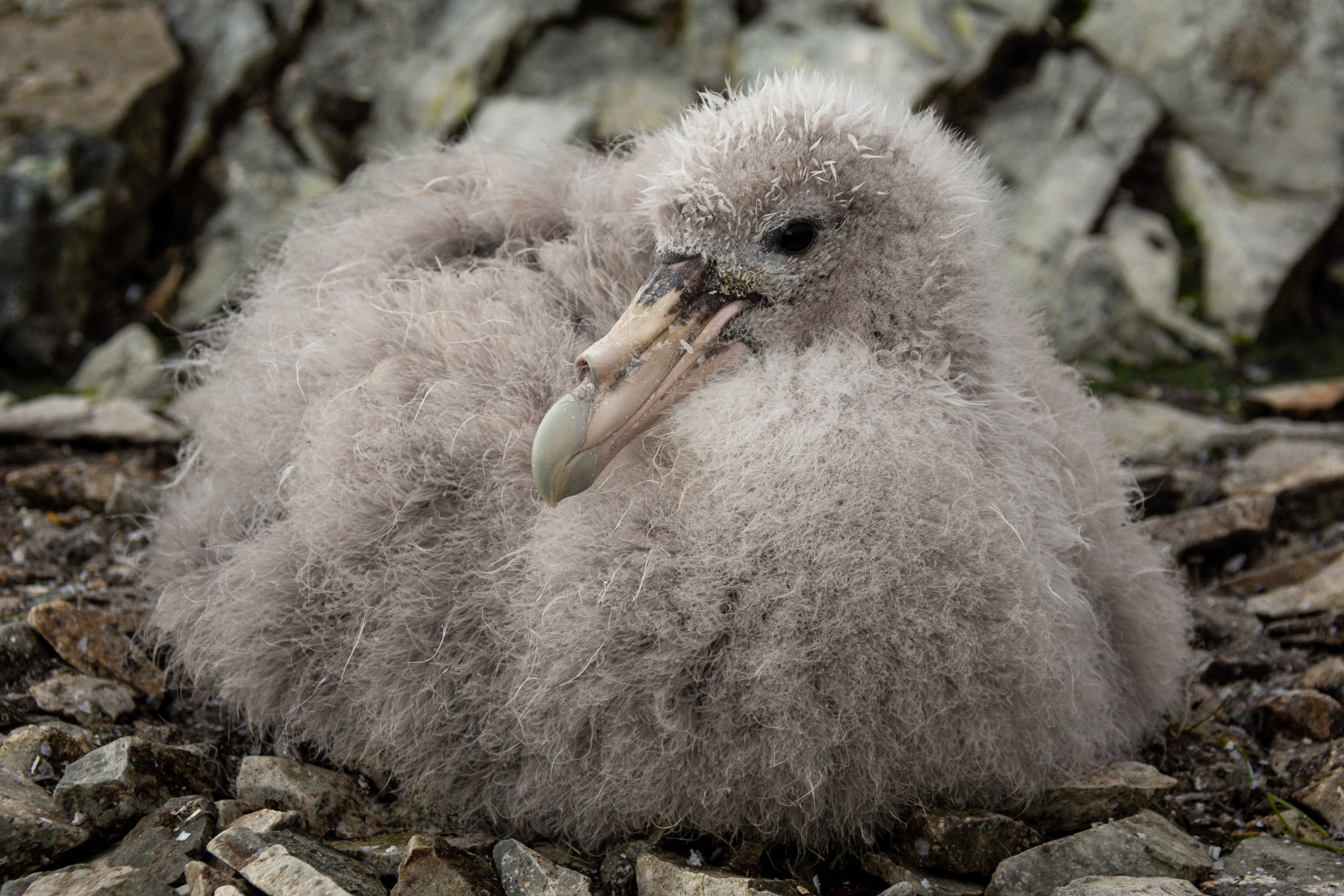 A fuzzy baby bird sits in its rocky nest