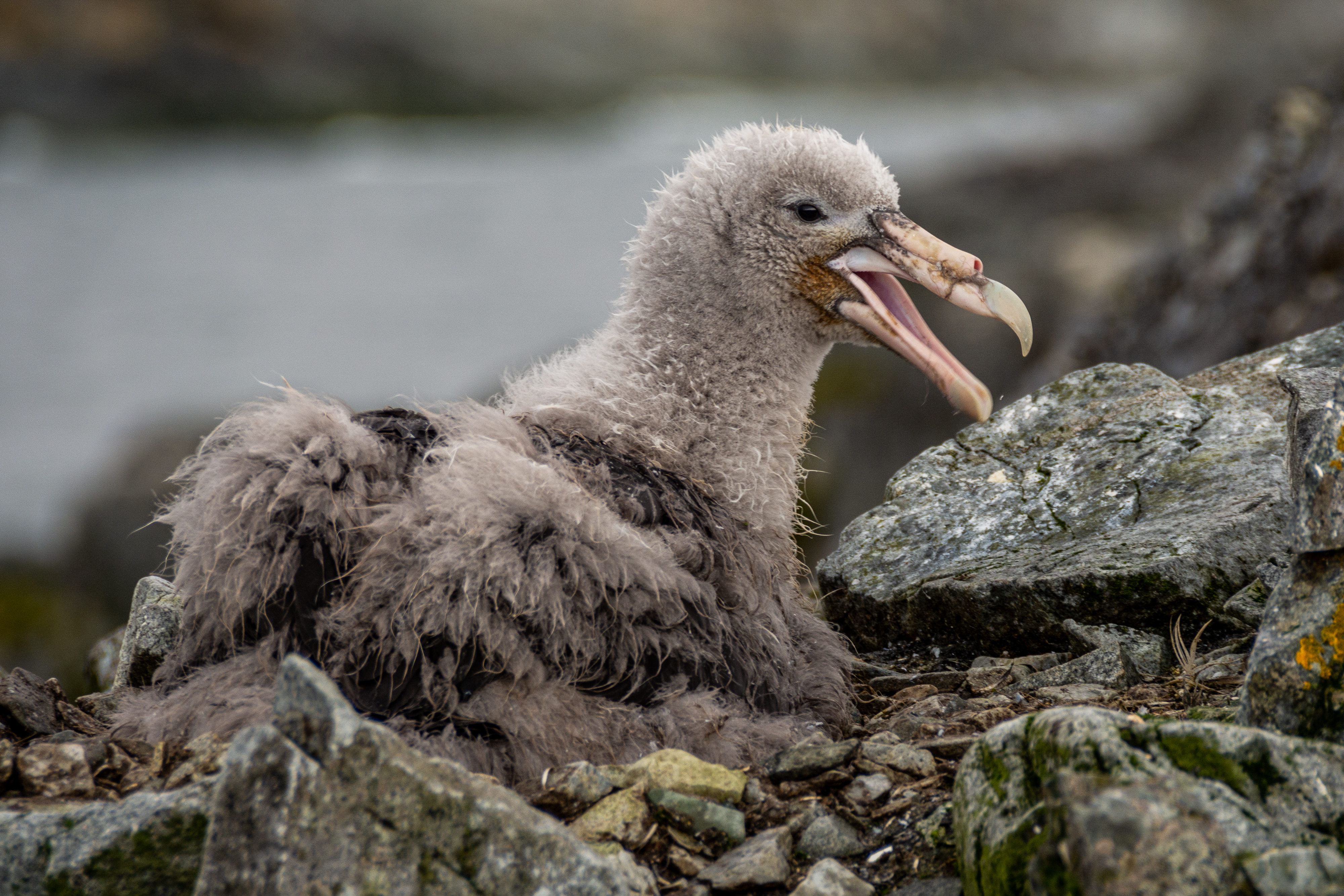 A fuzzy baby bird sits in its rocky nest. 