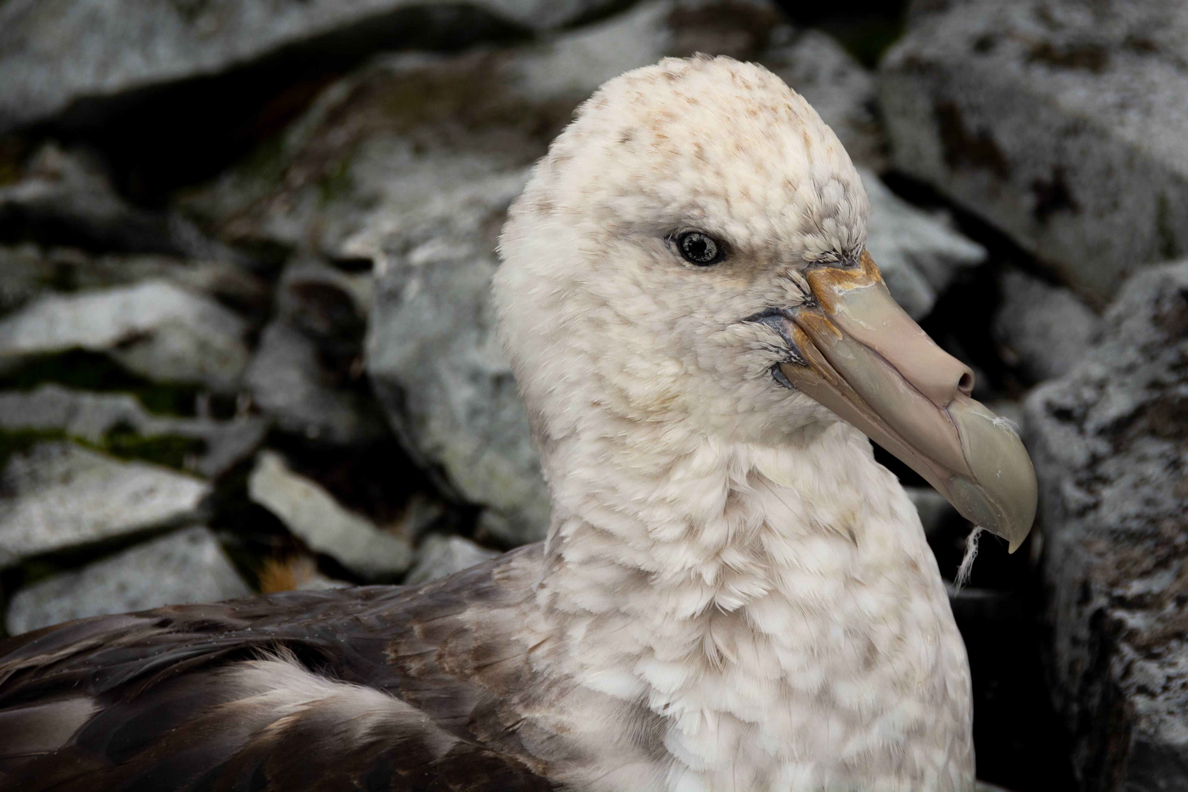 The head of a seabird.