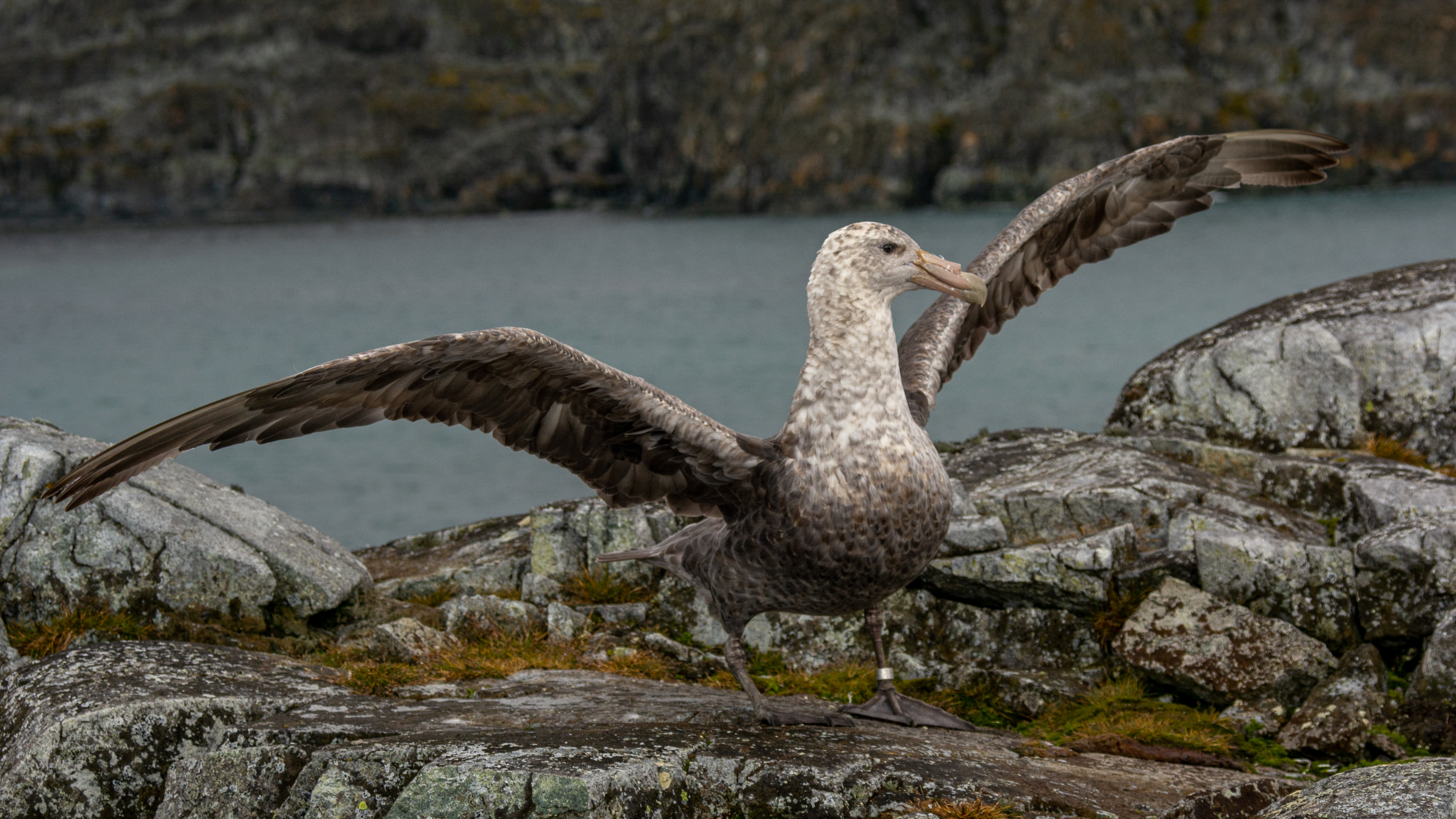 A large seabird spreads its wings atop some rocks. 