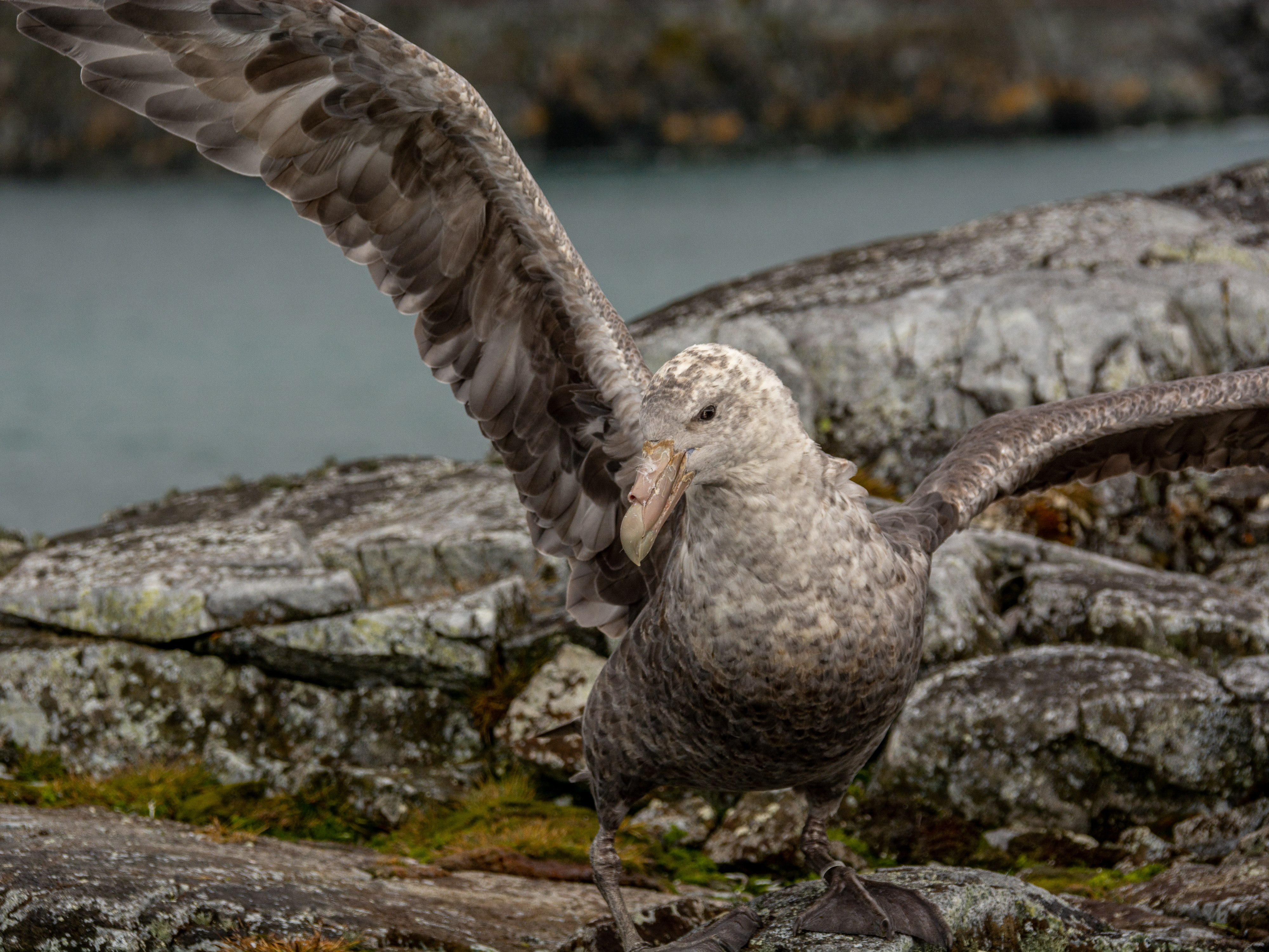 A large seabird spreads its wings atop some rocks. 