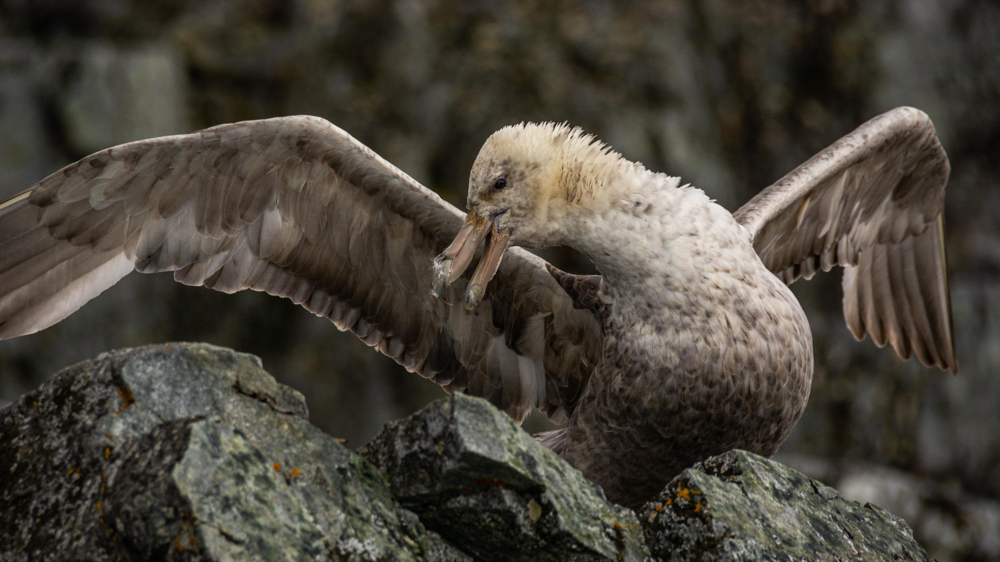 A large seabird spreads its wings atop some rocks. 