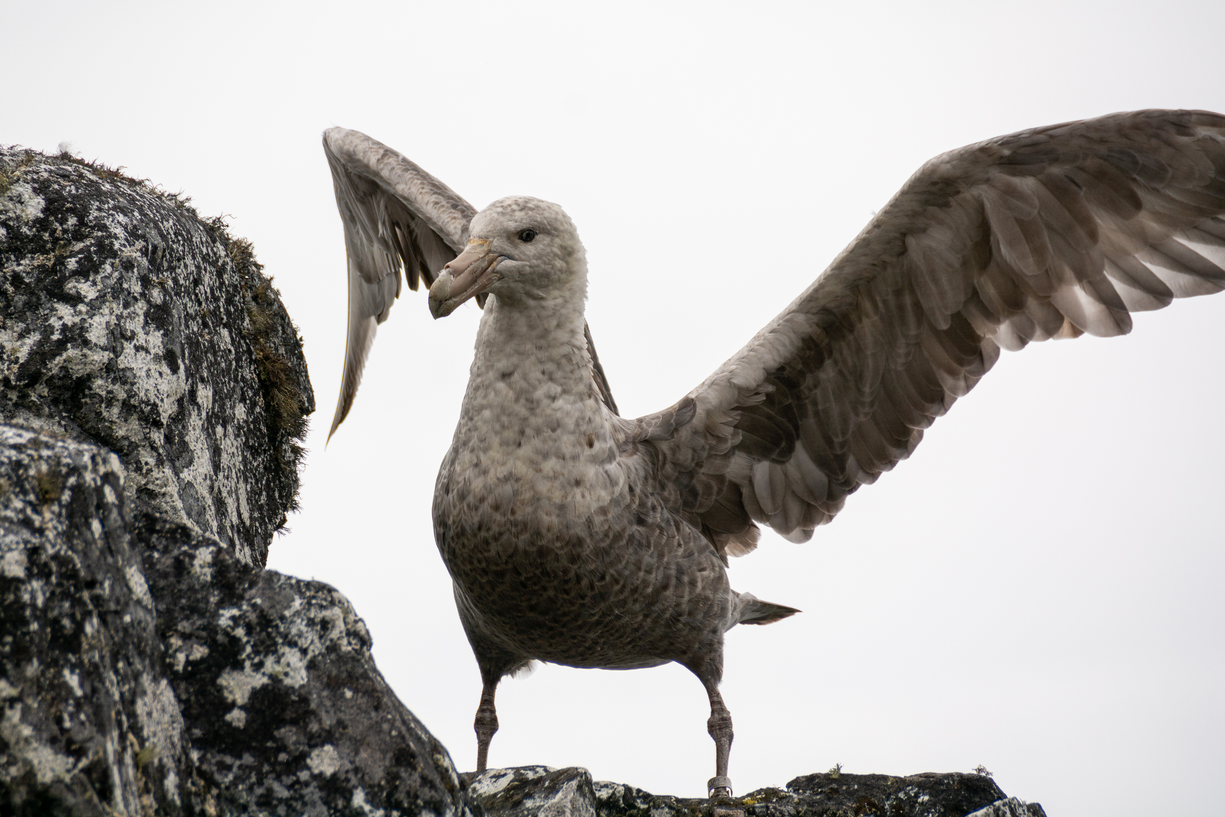 A large seabird spreads its wings atop some rocks. 