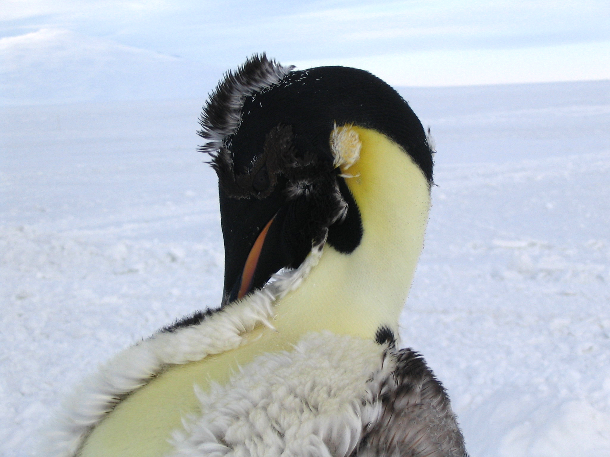 A molting Emperor penguin.