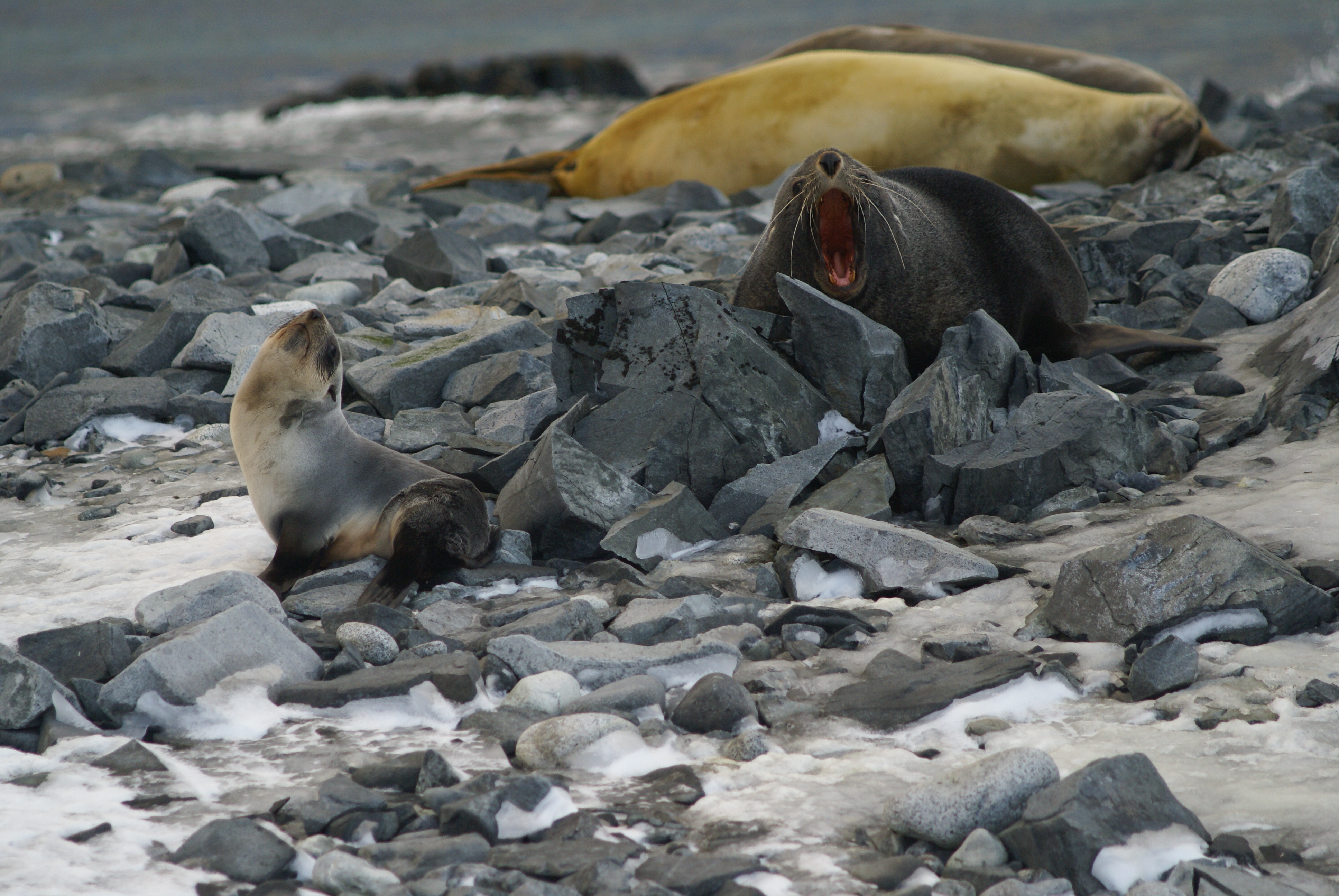 Seals on rocks.