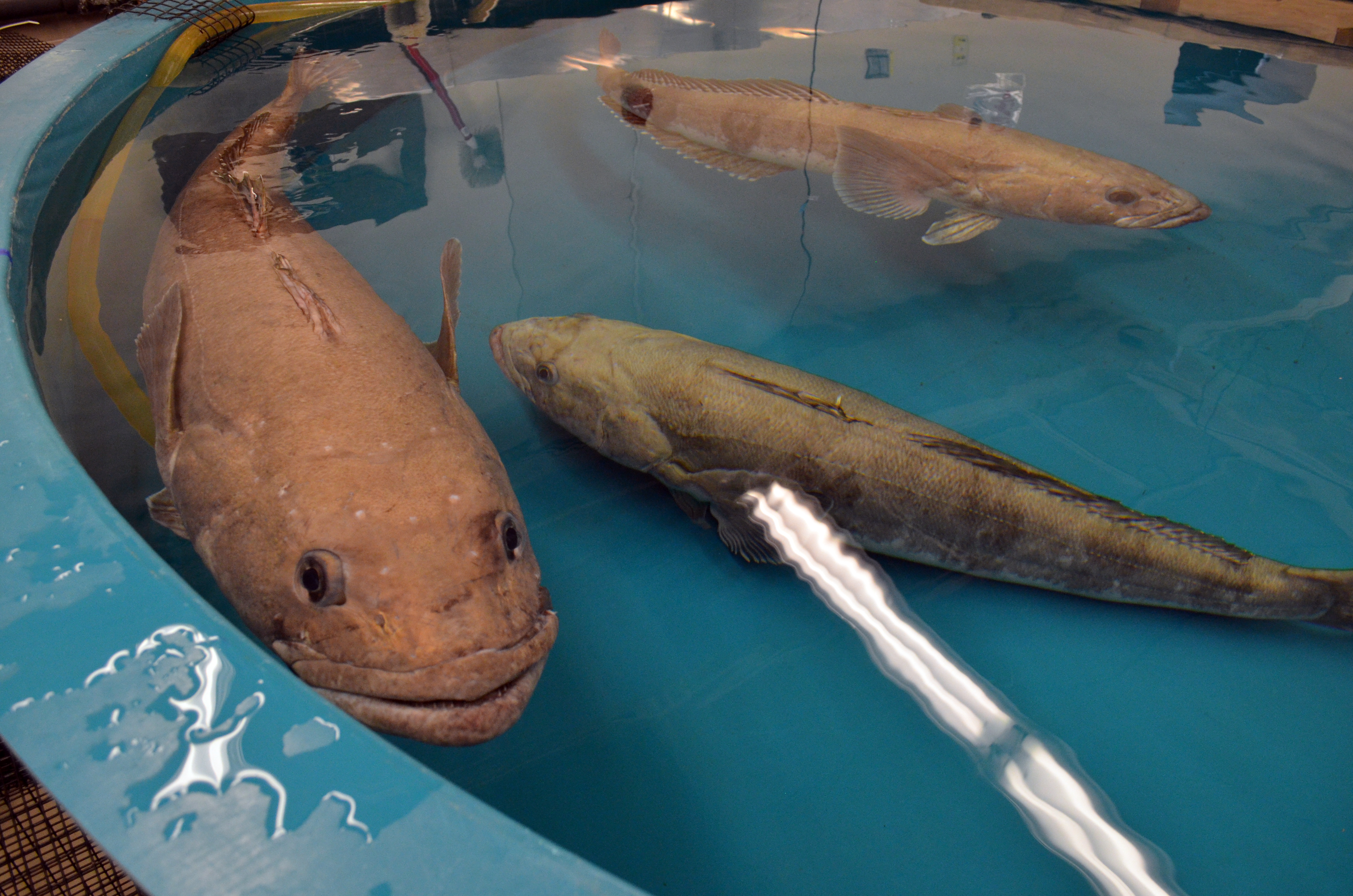 antarctic toothfish