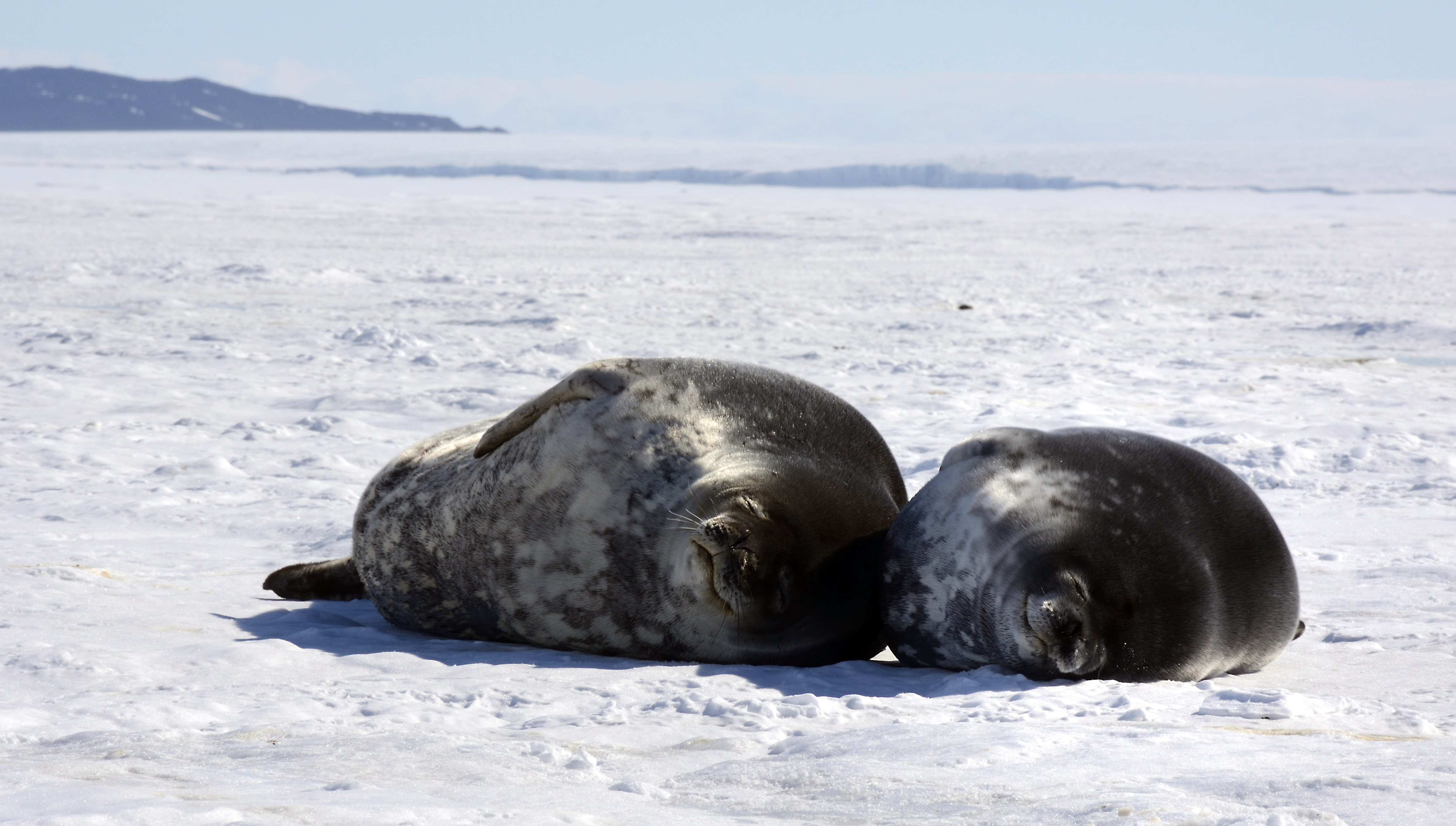 Seals lie on ice.