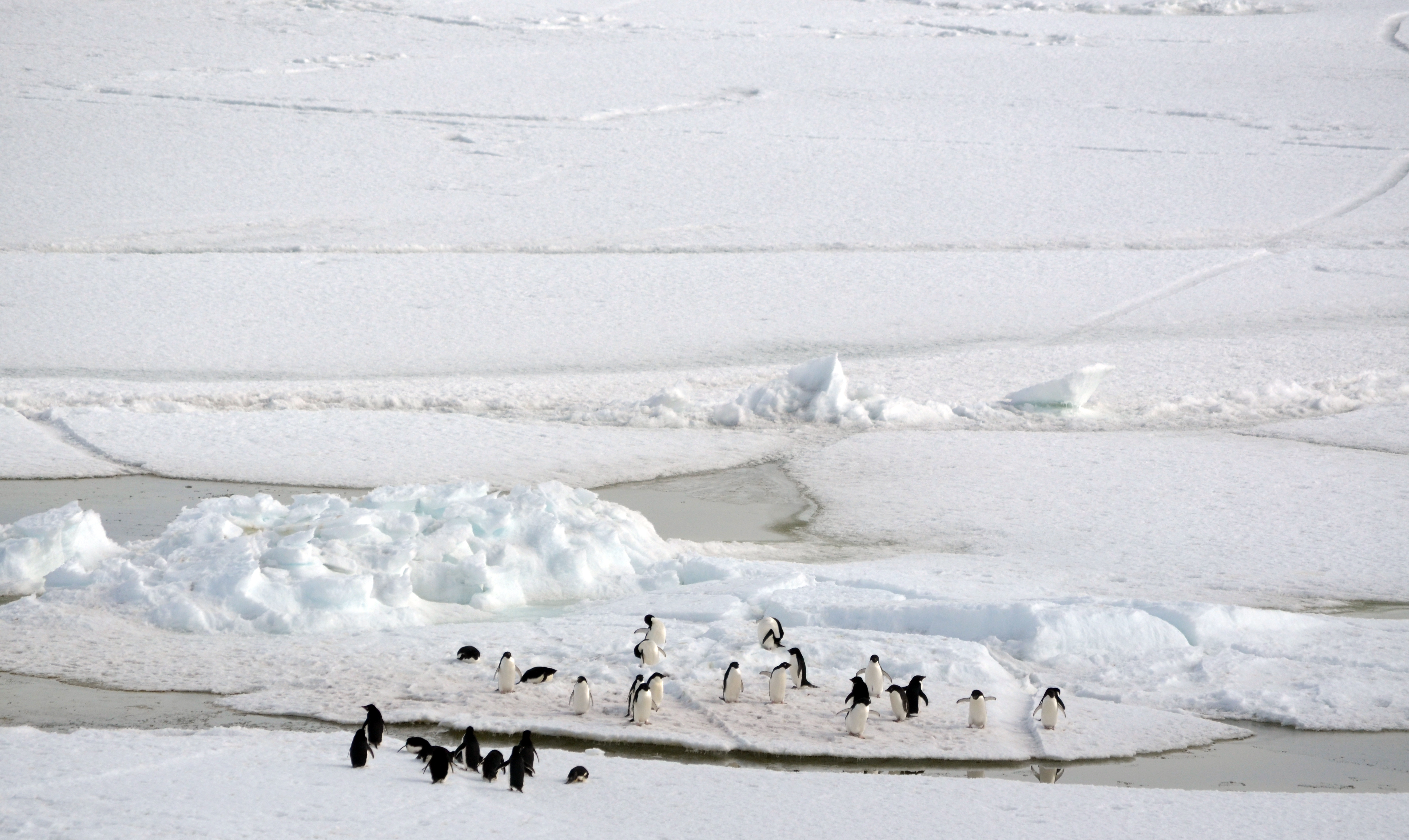 Antarctic Photo Library Photo Details Cape Royds Penguins Icescape Jpg