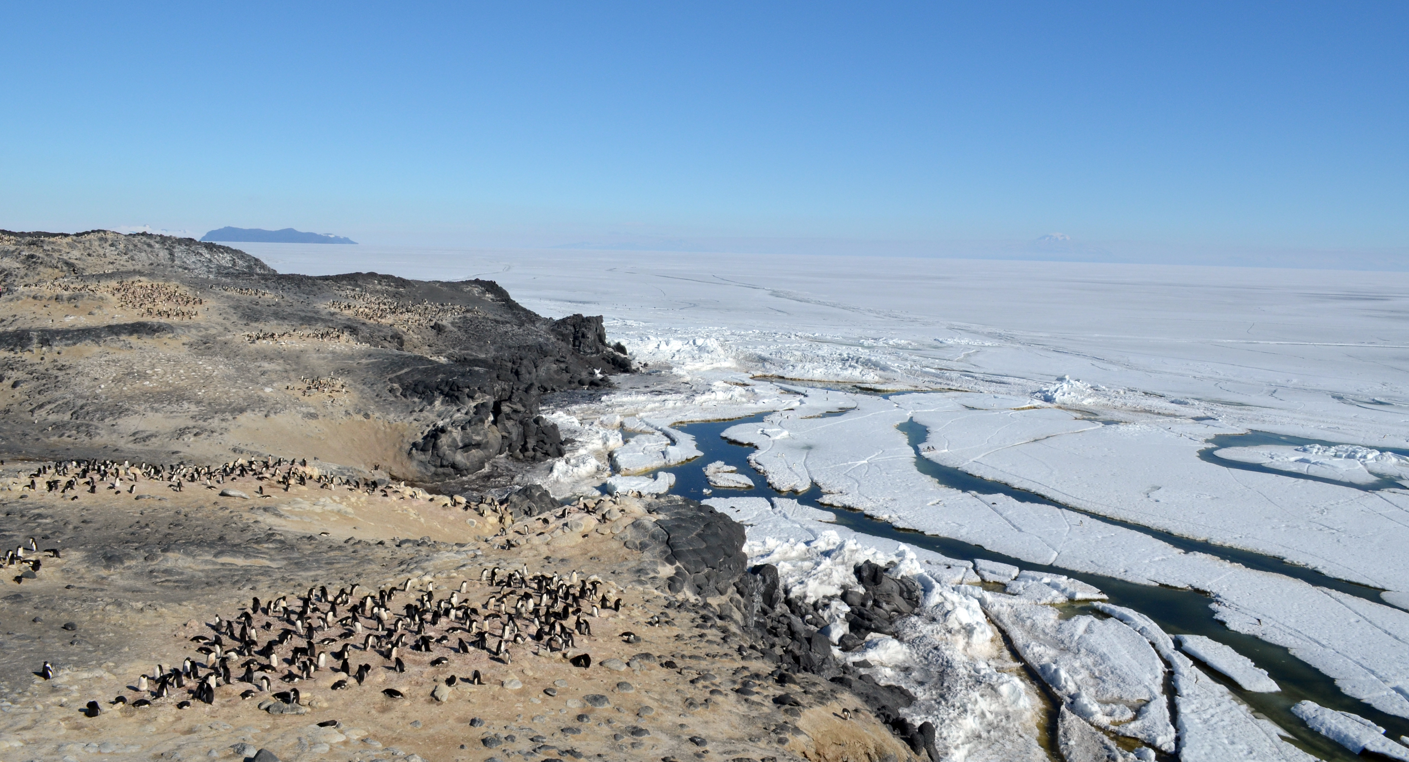 A hillside covered by penguins.