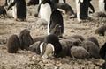 Group of penguin chicks.