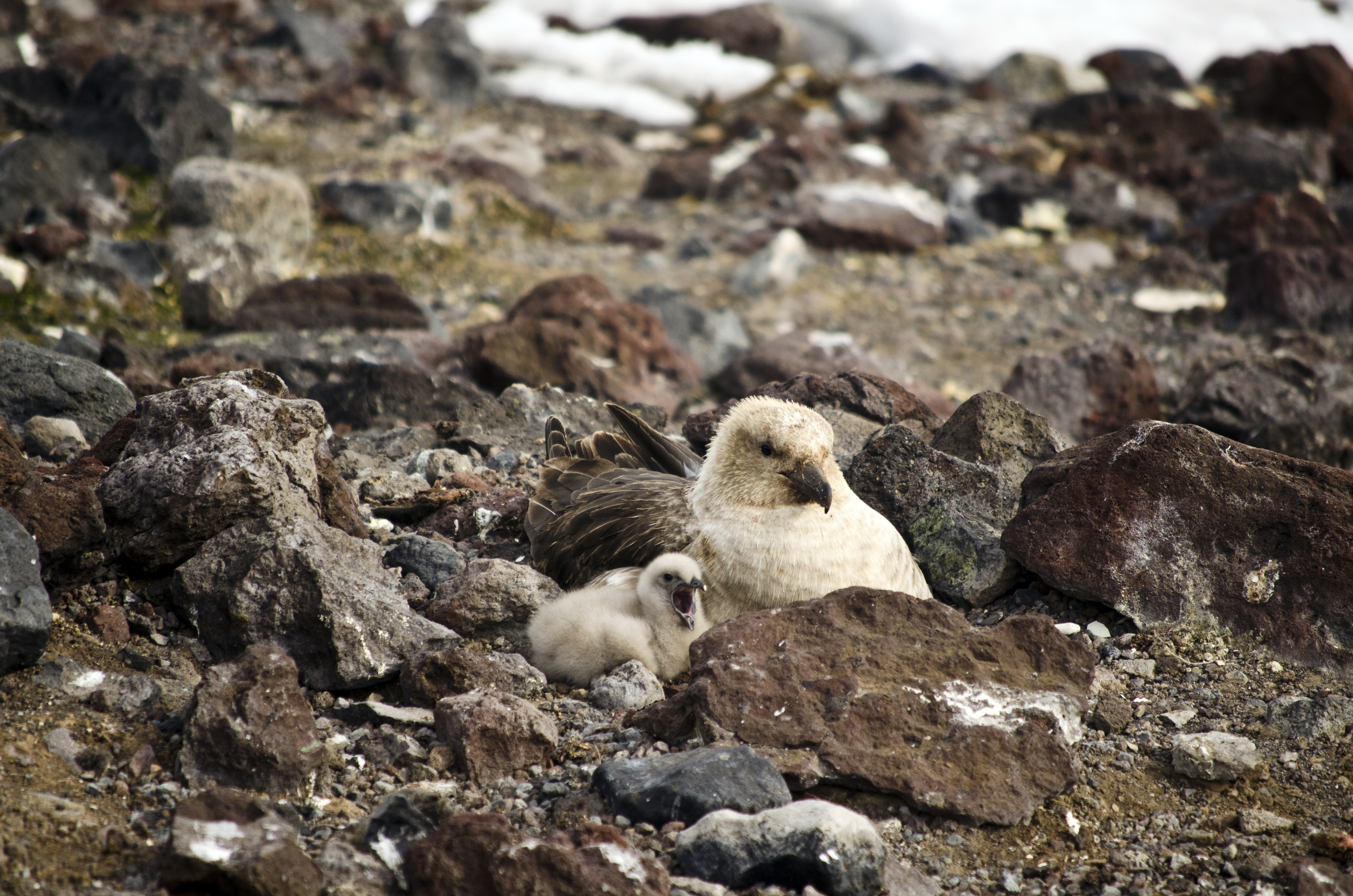 A bird with a chick.