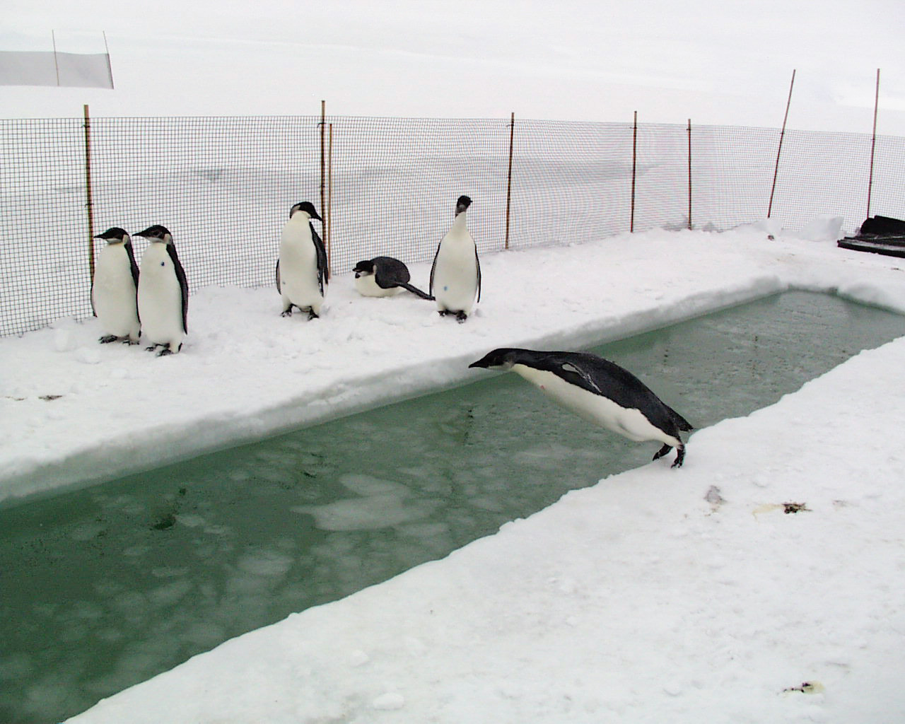 A penguin dives into a rectangular hole in the ice.