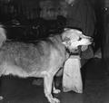 Black and white photo of a dog.