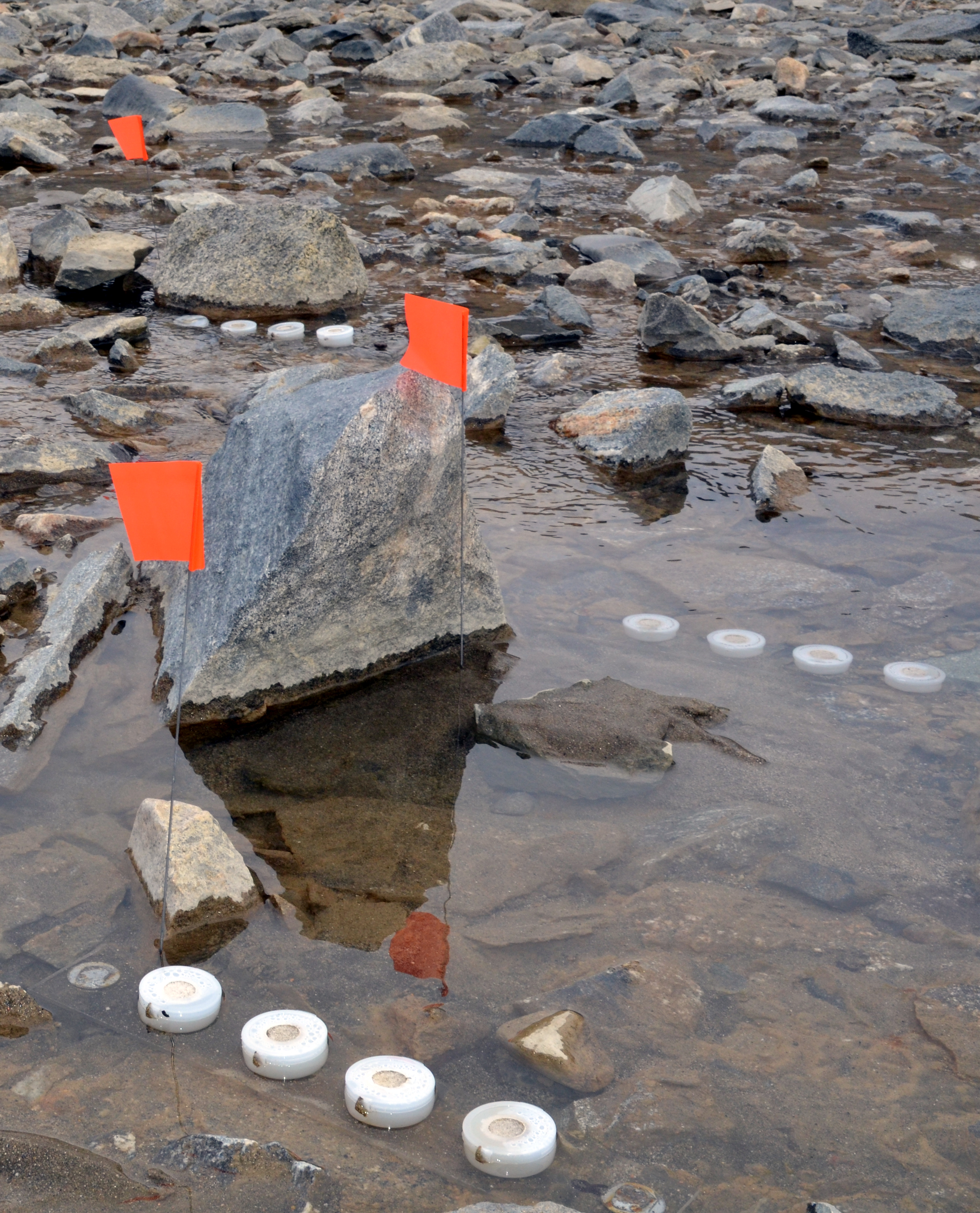 Small flags and cups sit in a stream.