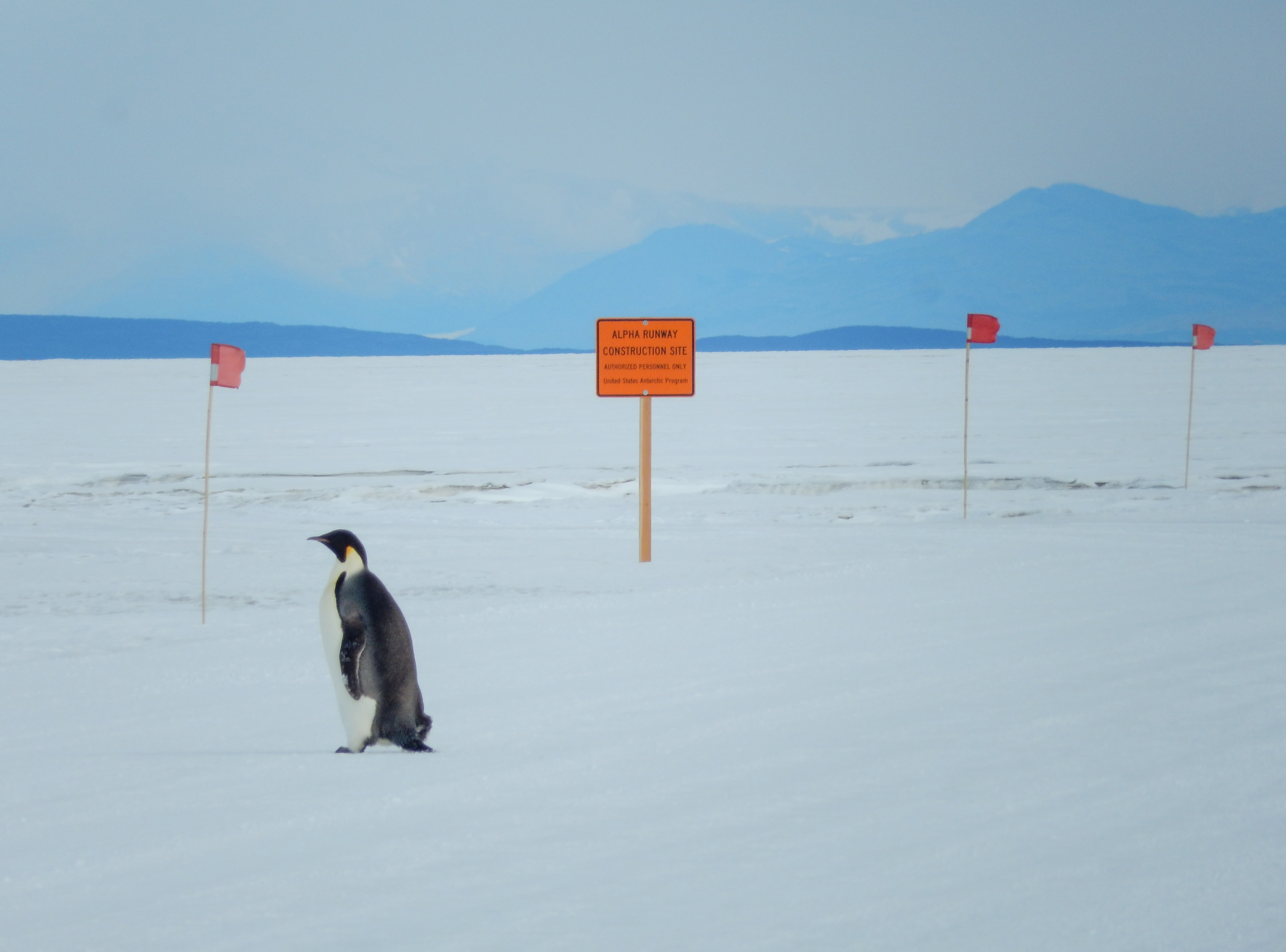 Emperor penguin crossing in front of a construction sign.
