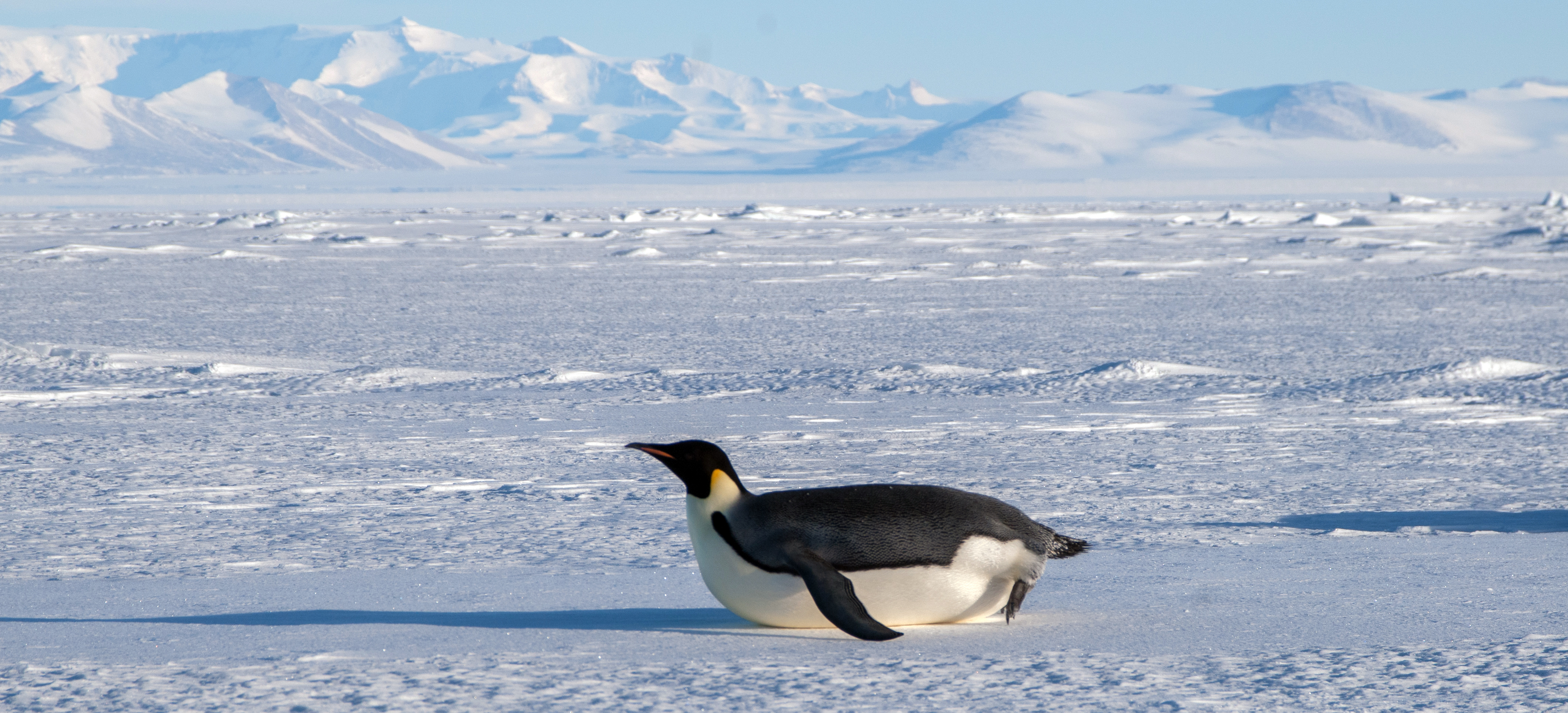 Emperor Penguins Sliding