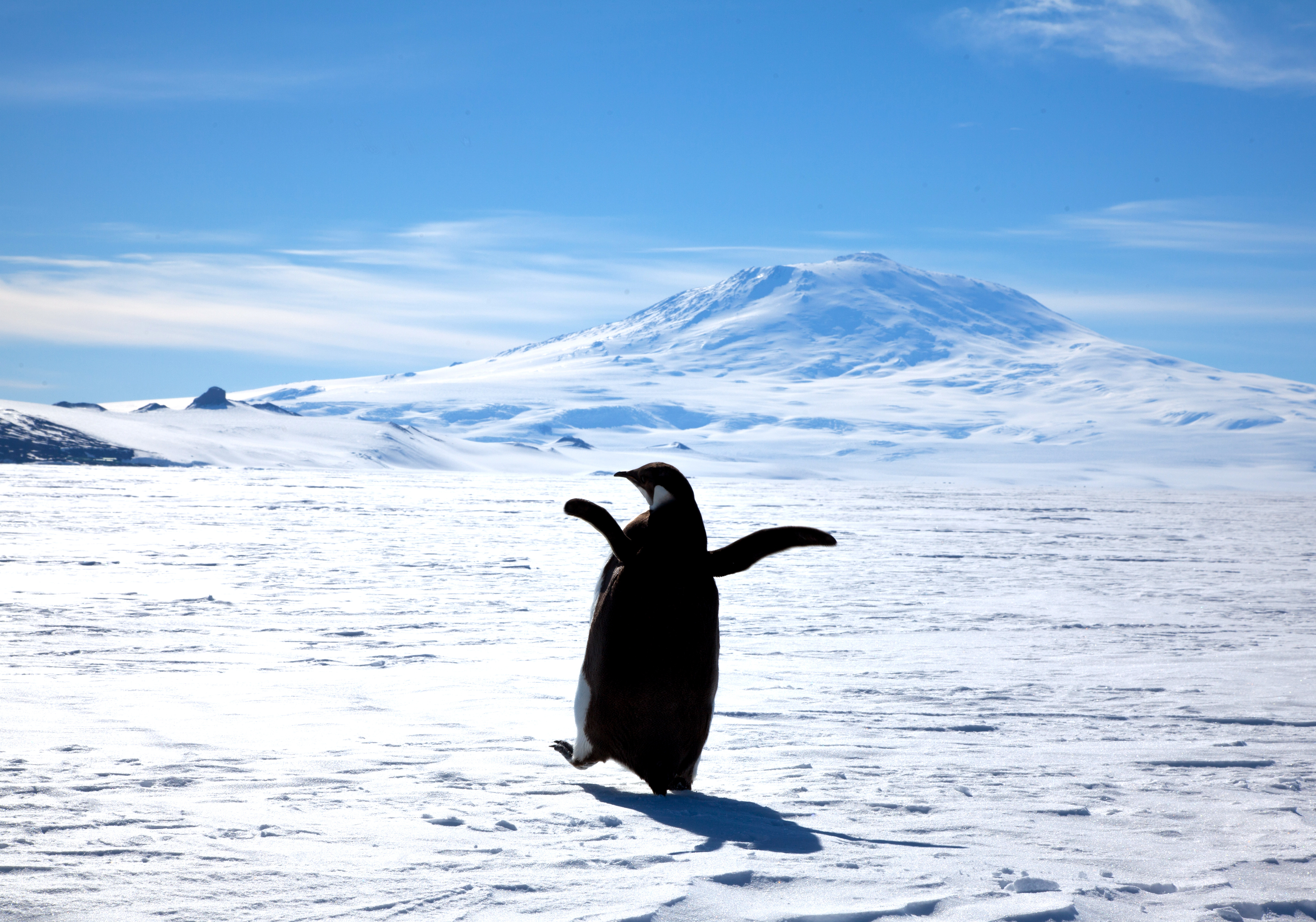 Penguins walks toward large, snowy mountain.