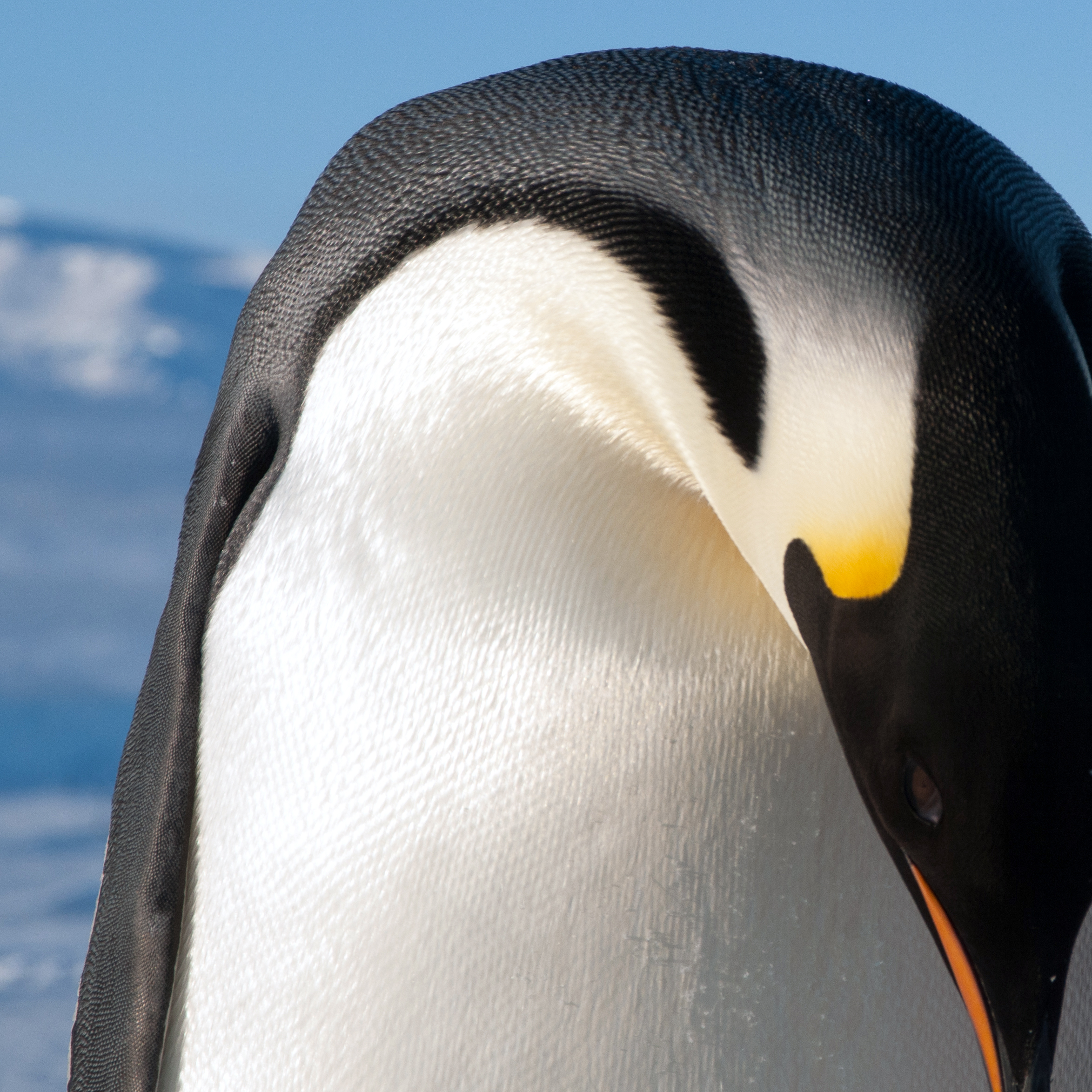 Penguin bows its head.